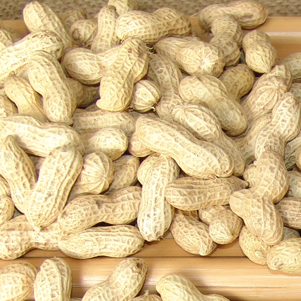 peanuts in shell