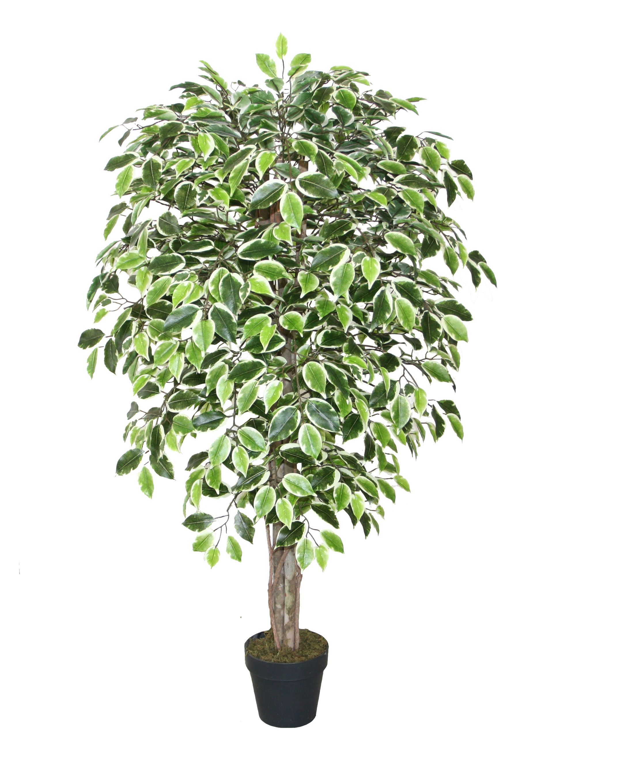 150CM Wood Trunk Variegated Ficus Tree