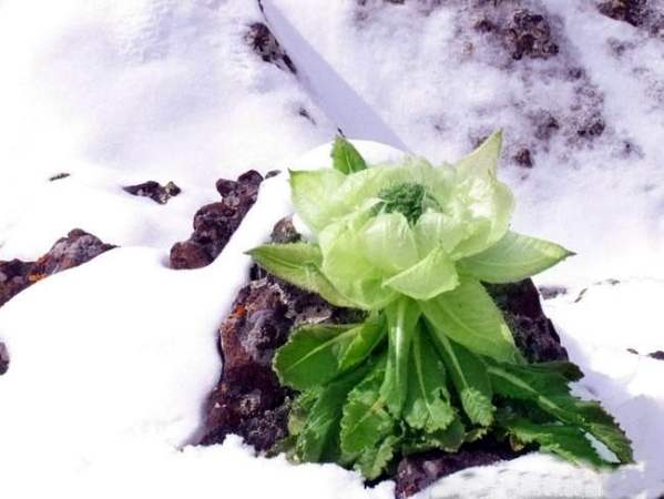 Norbu Baydruya Tibetan Traditional  Pharmacology Compan – Photos produits 4