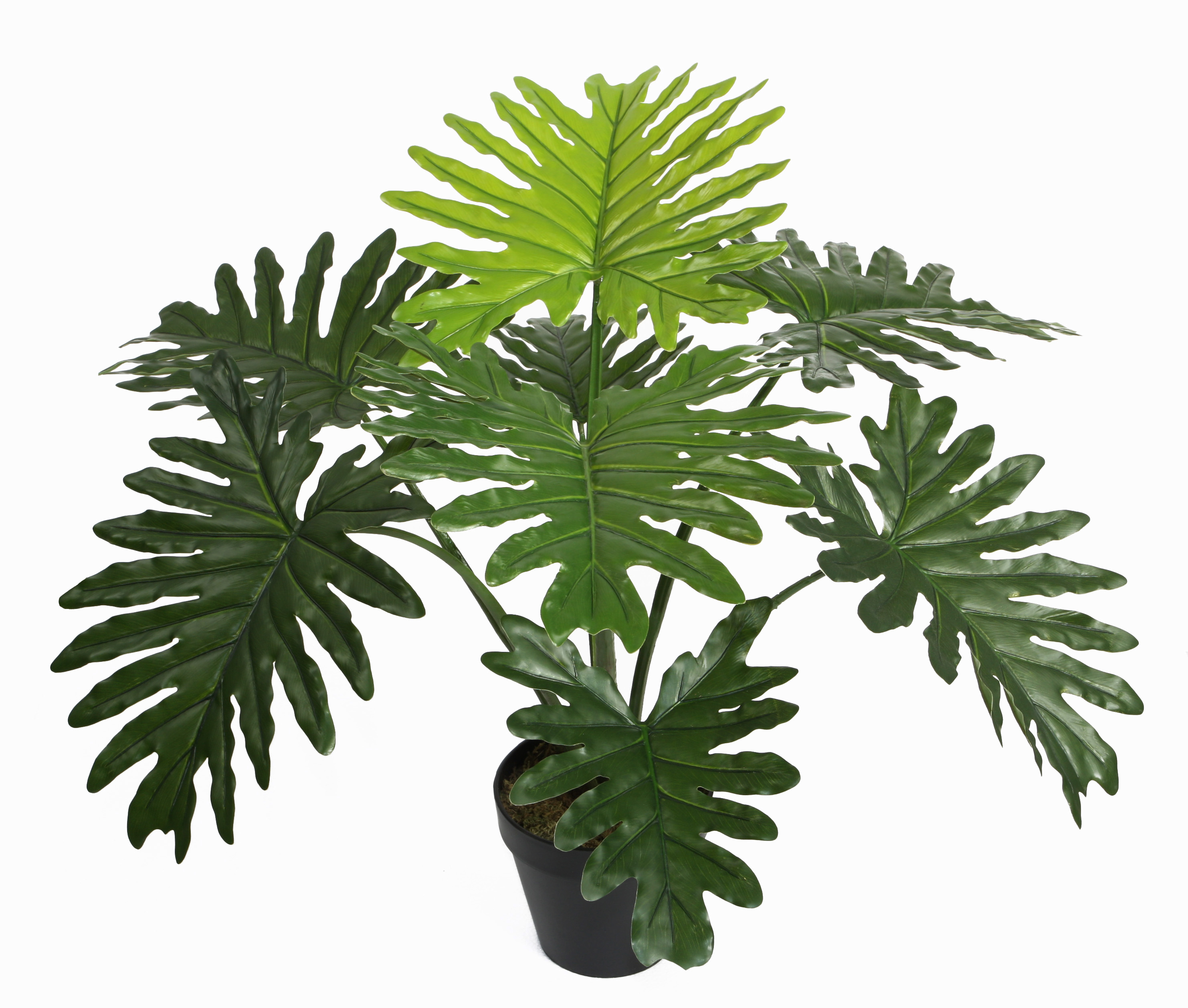 60CM Philodendron