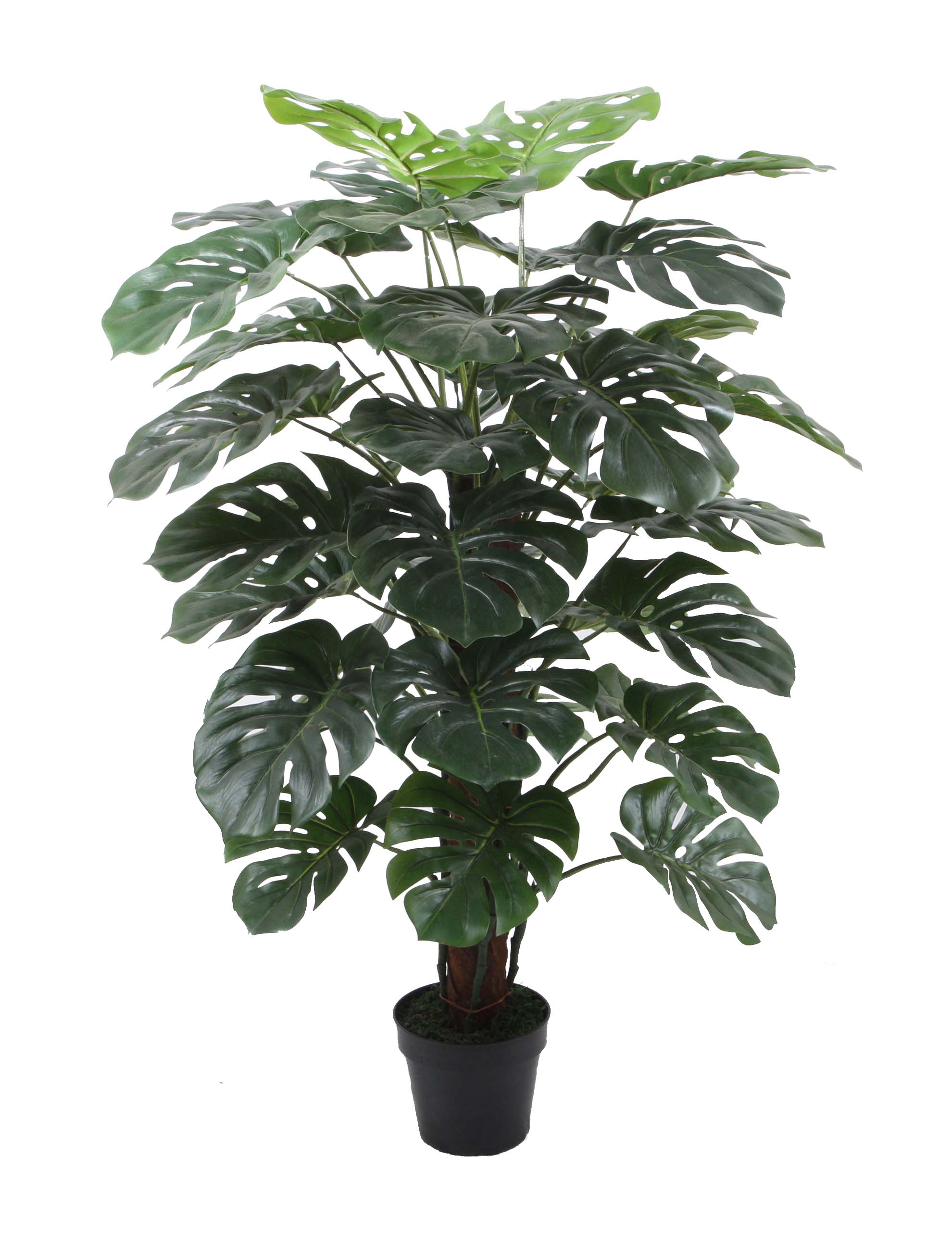 120CM Monstera
