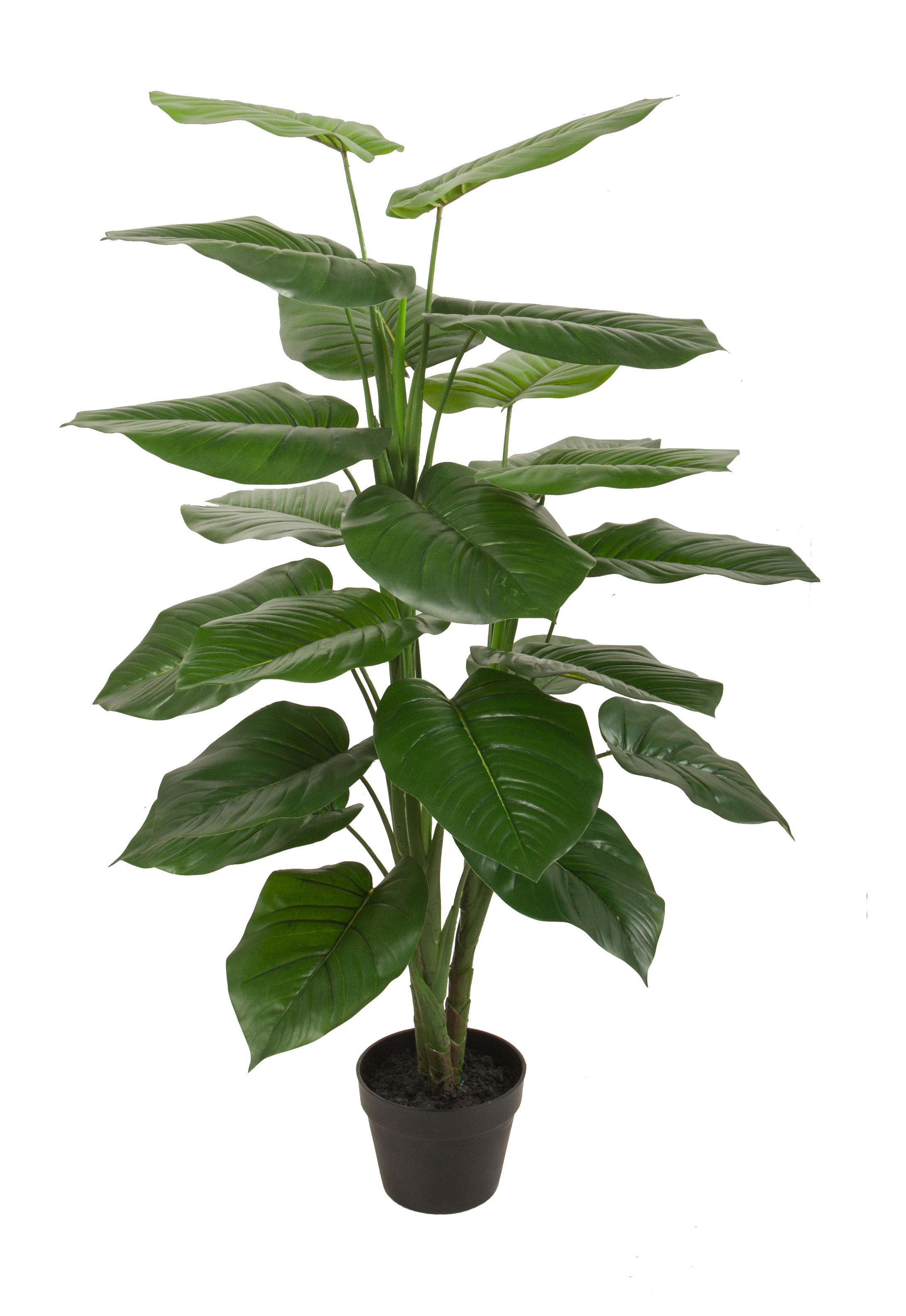 120CM Pothos
