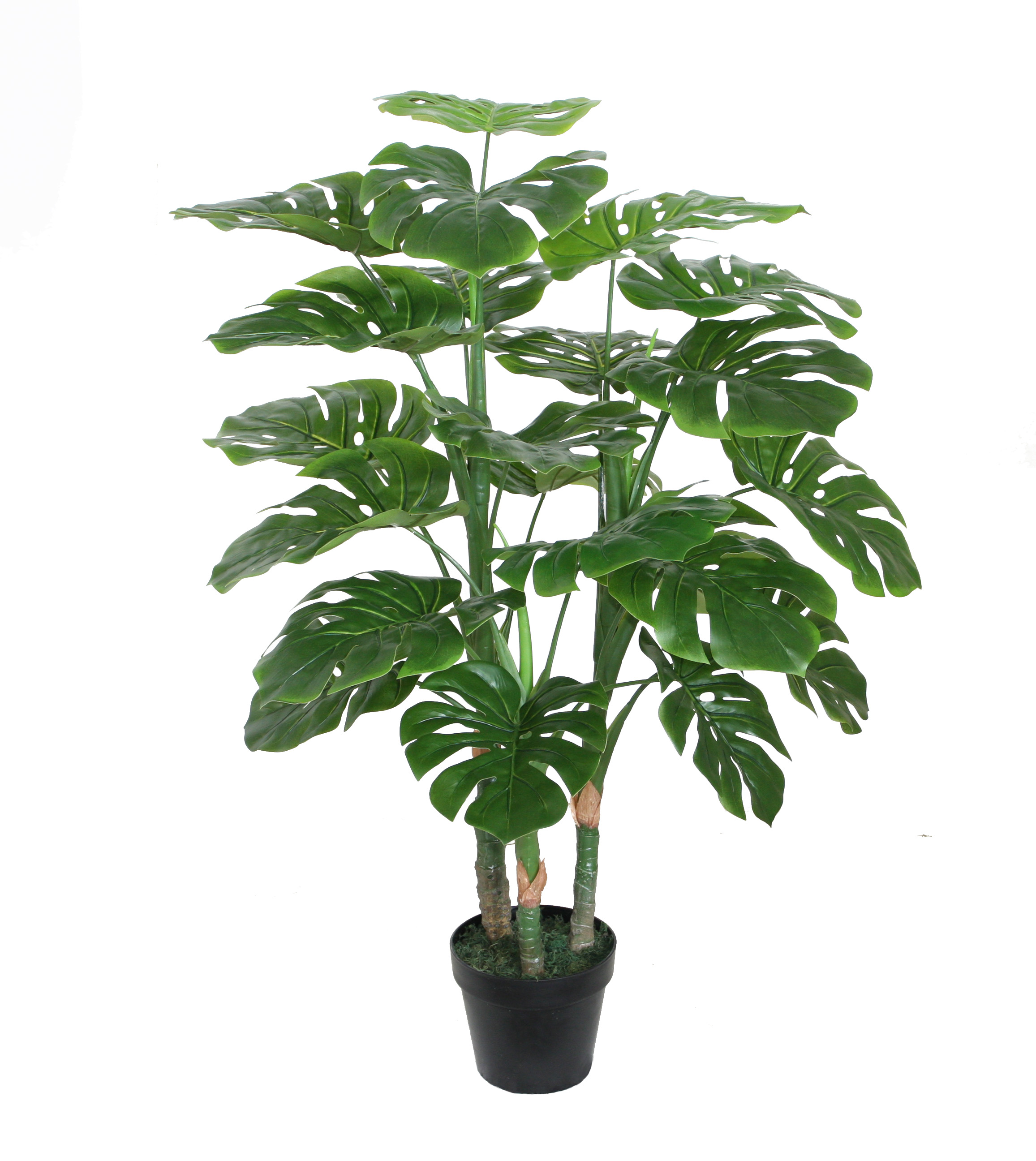 100CM Monstera
