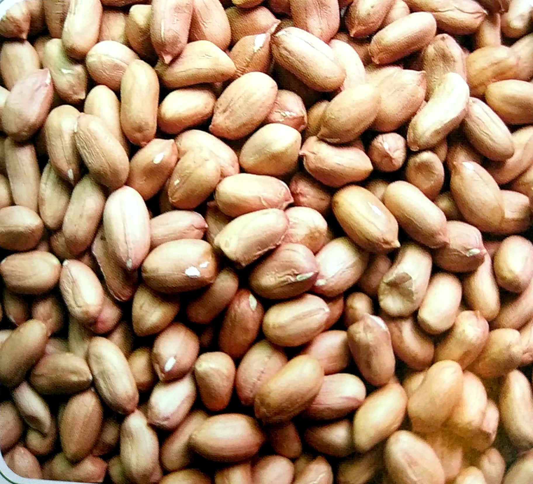 Peanut Kernels(Long Shape)