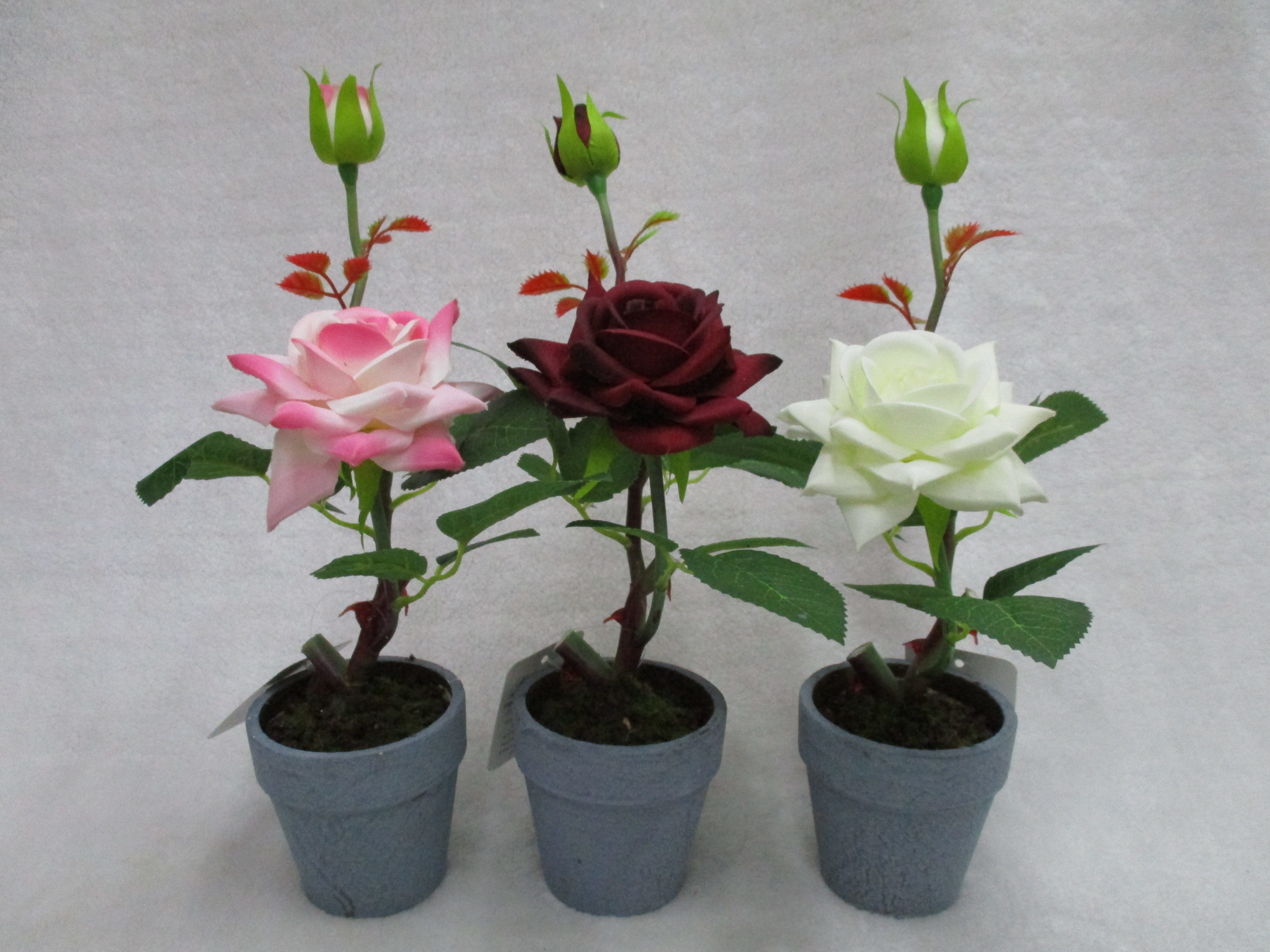 Potted Rose