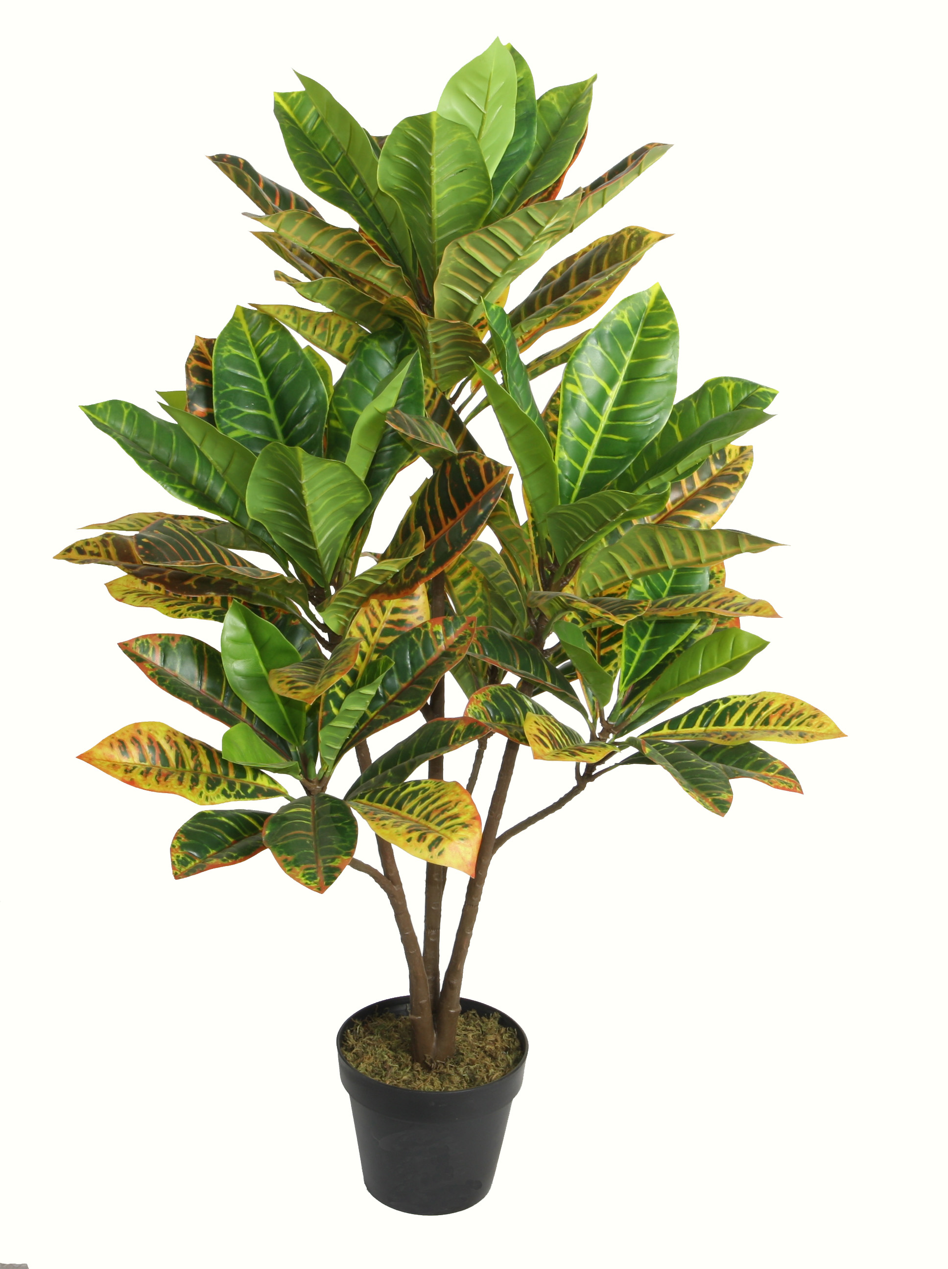 100CM Green Croton