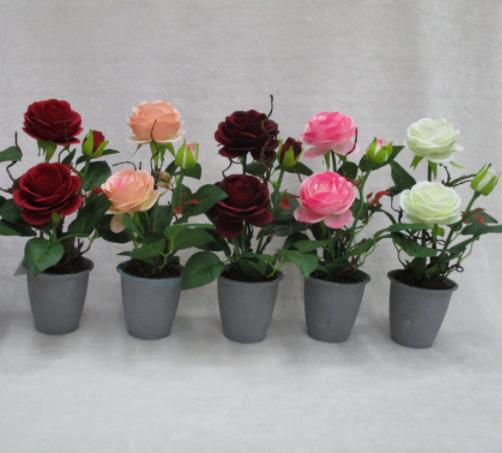 Potted Rose