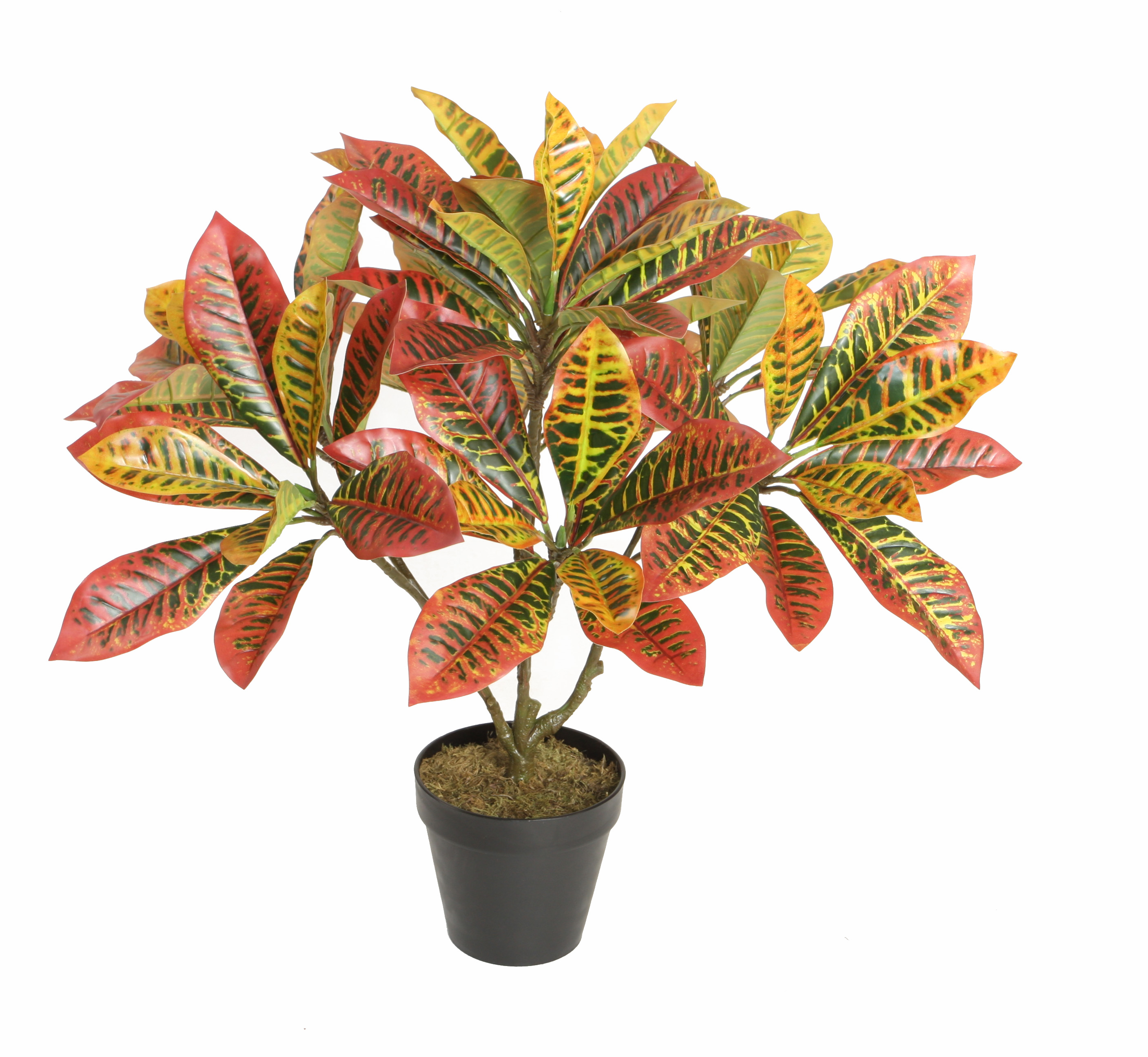 65CM Croton