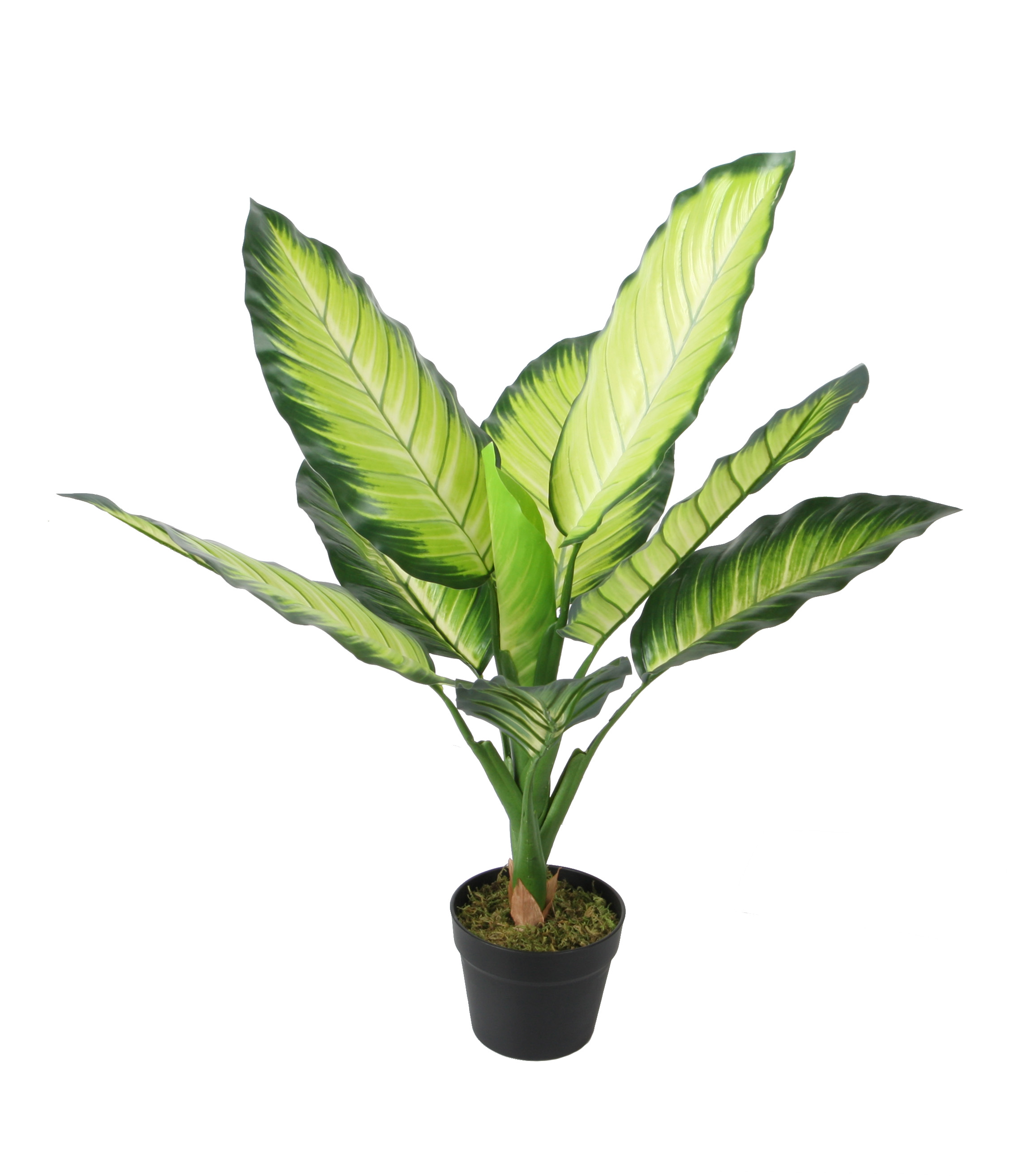 80CM Dieffenbachia