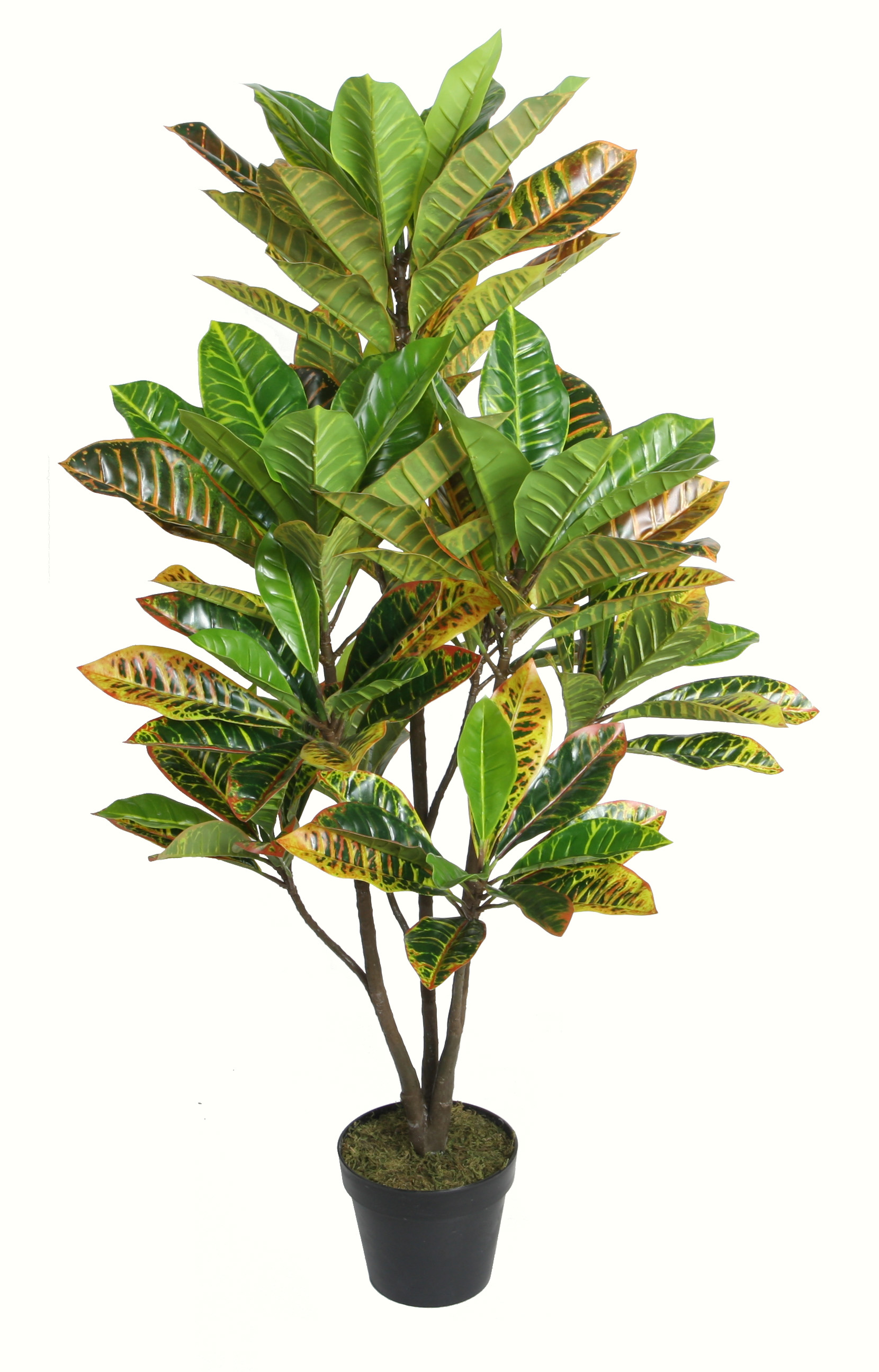 115CM Green Croton