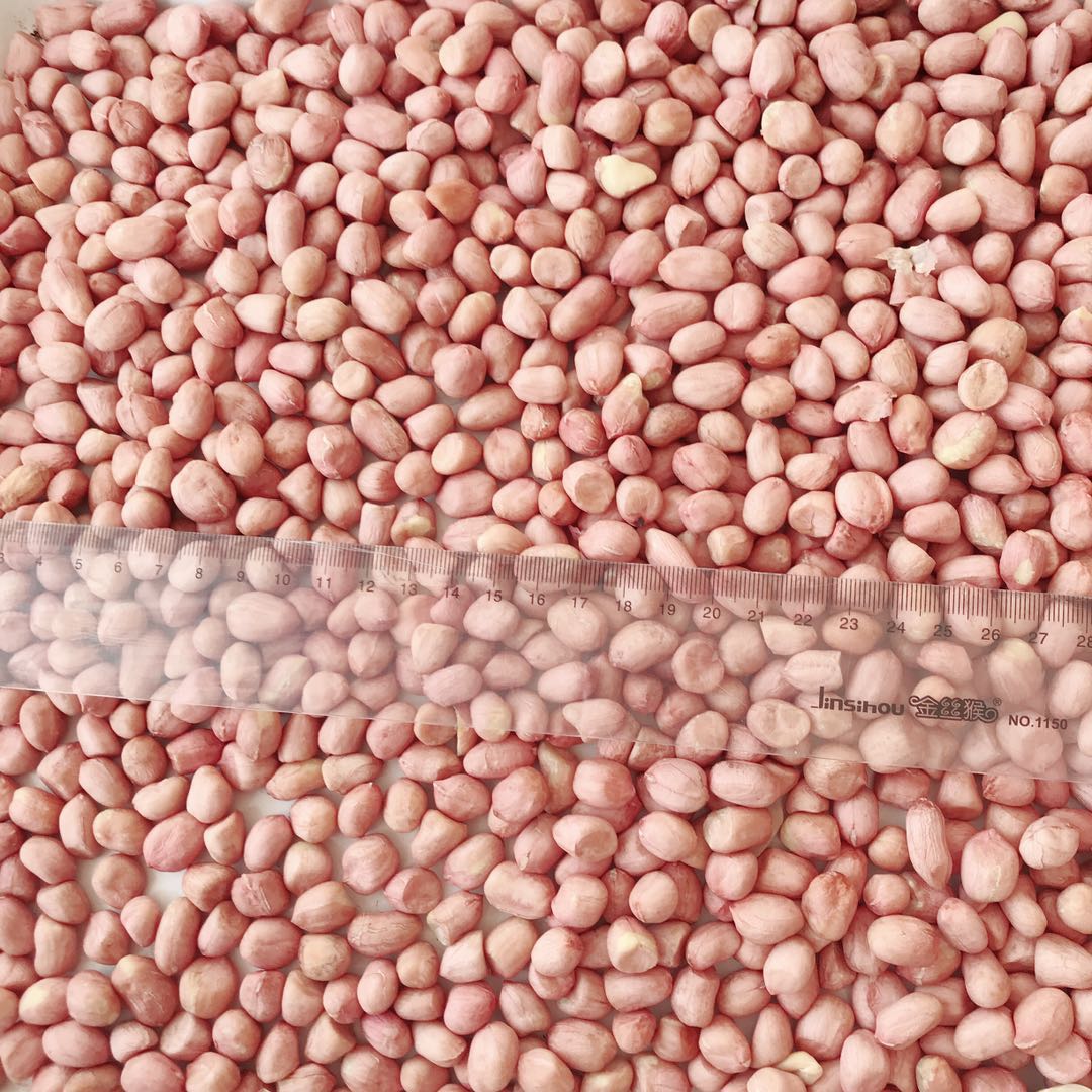Peanut Kernels(Round Shape)