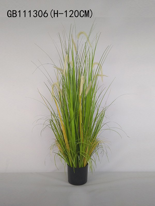 Bulrush with pot(H-120CM)