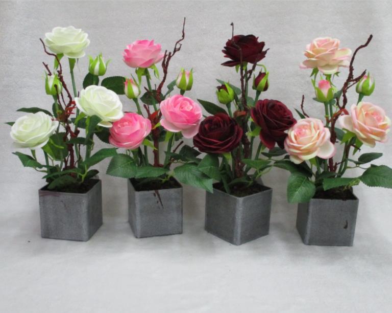 Potted Rose