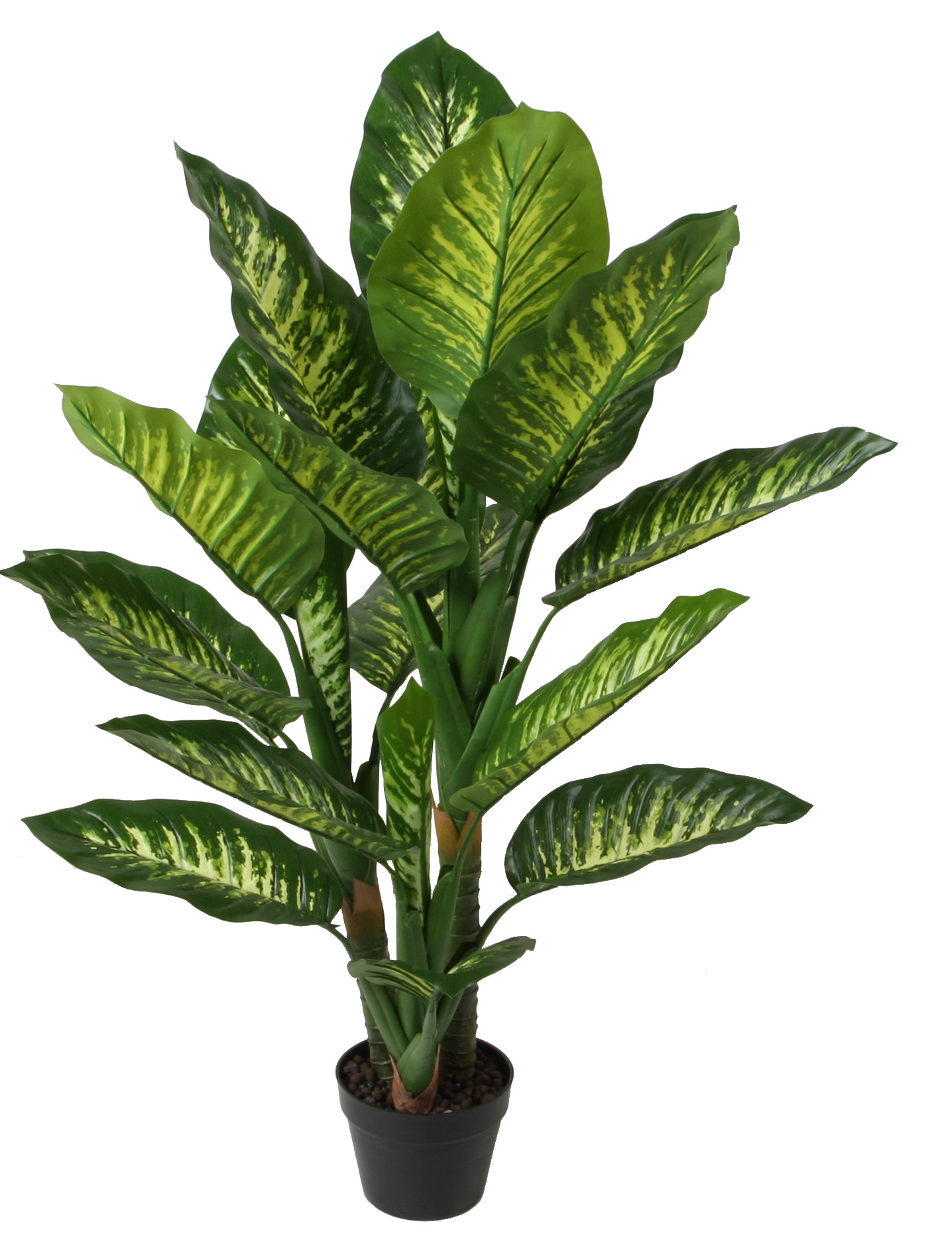 120CM Dieffenbachia