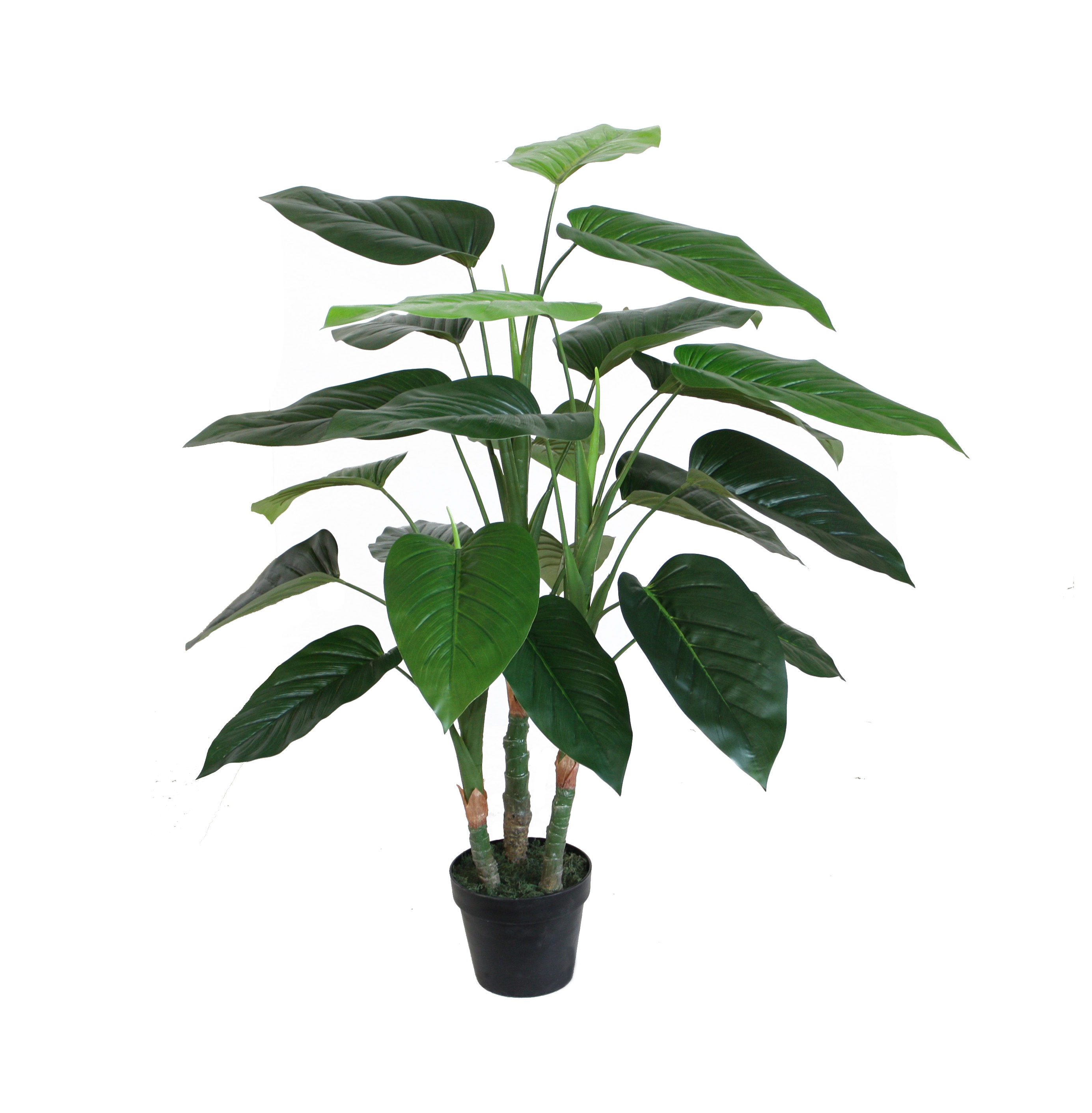 100CM Philodendron