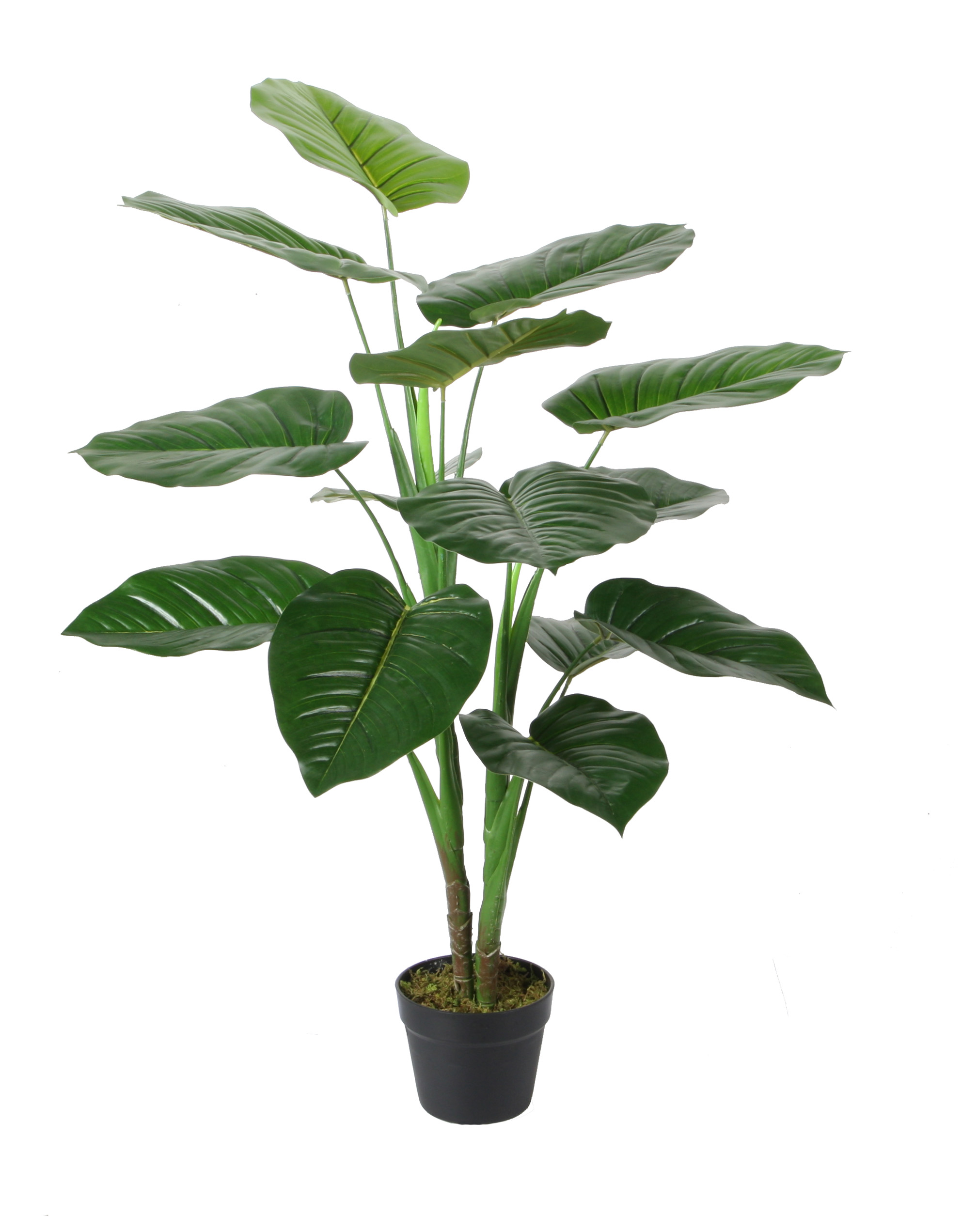 90CM Pothos