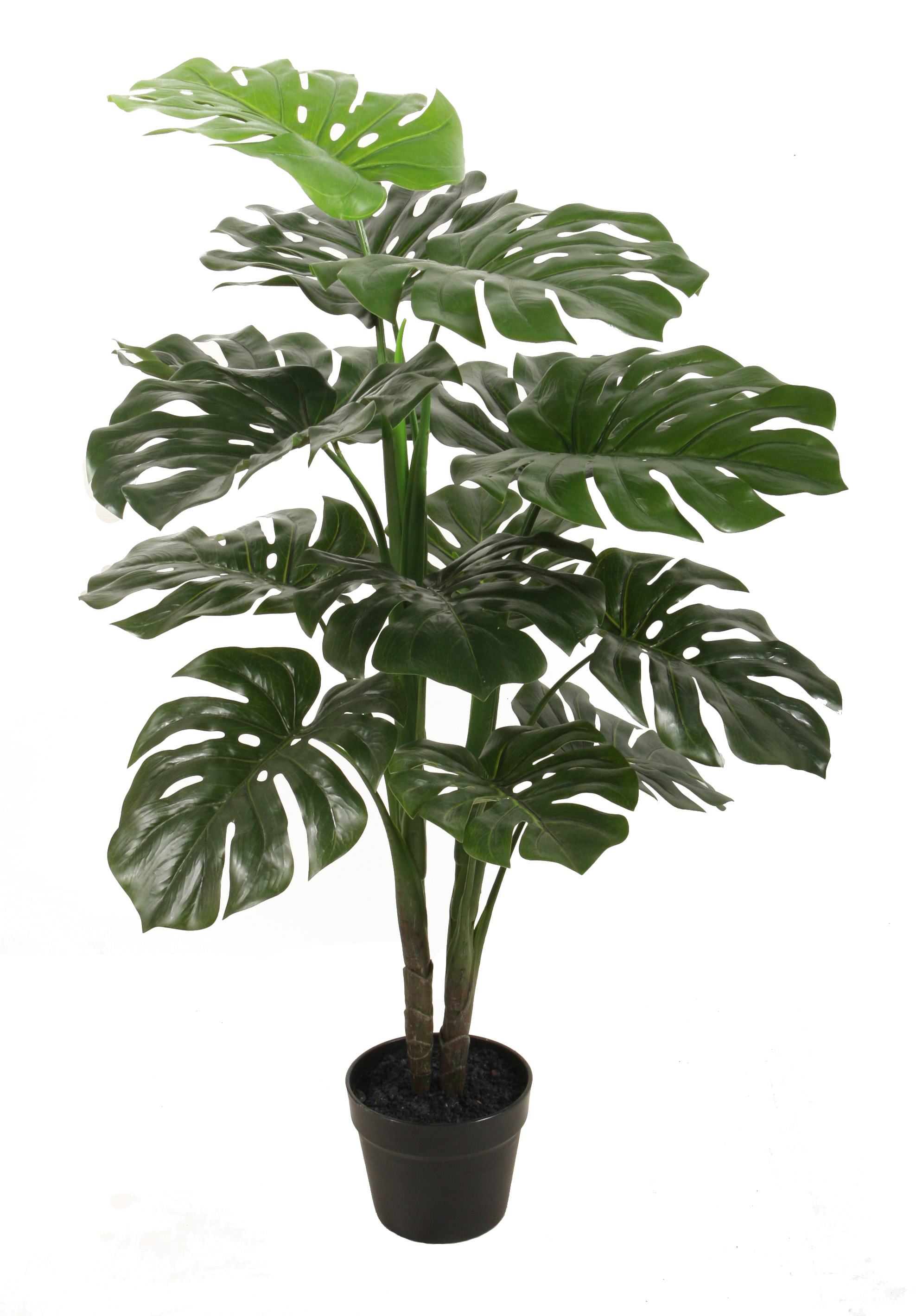 90CM Monstera