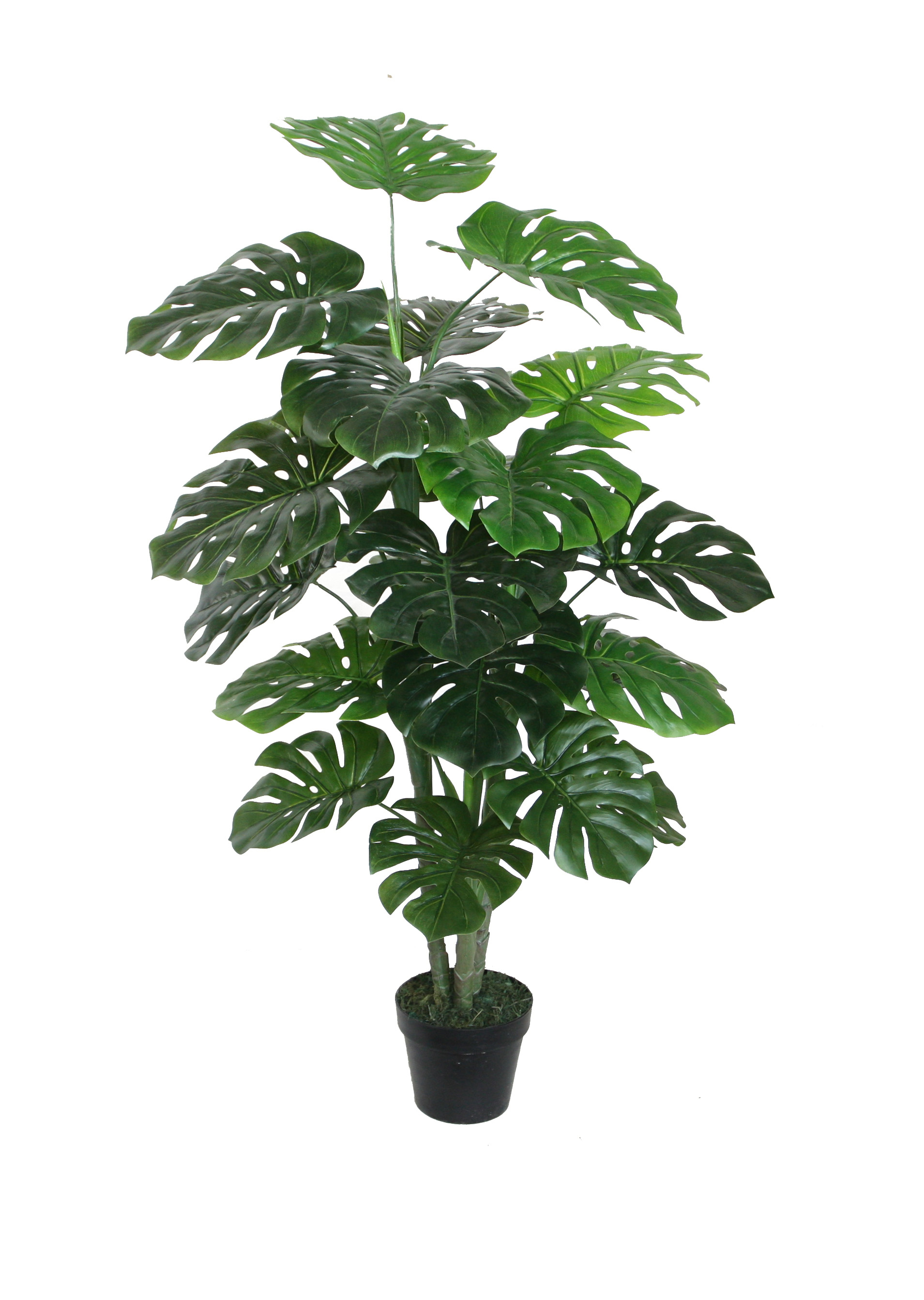 120CM Monstera