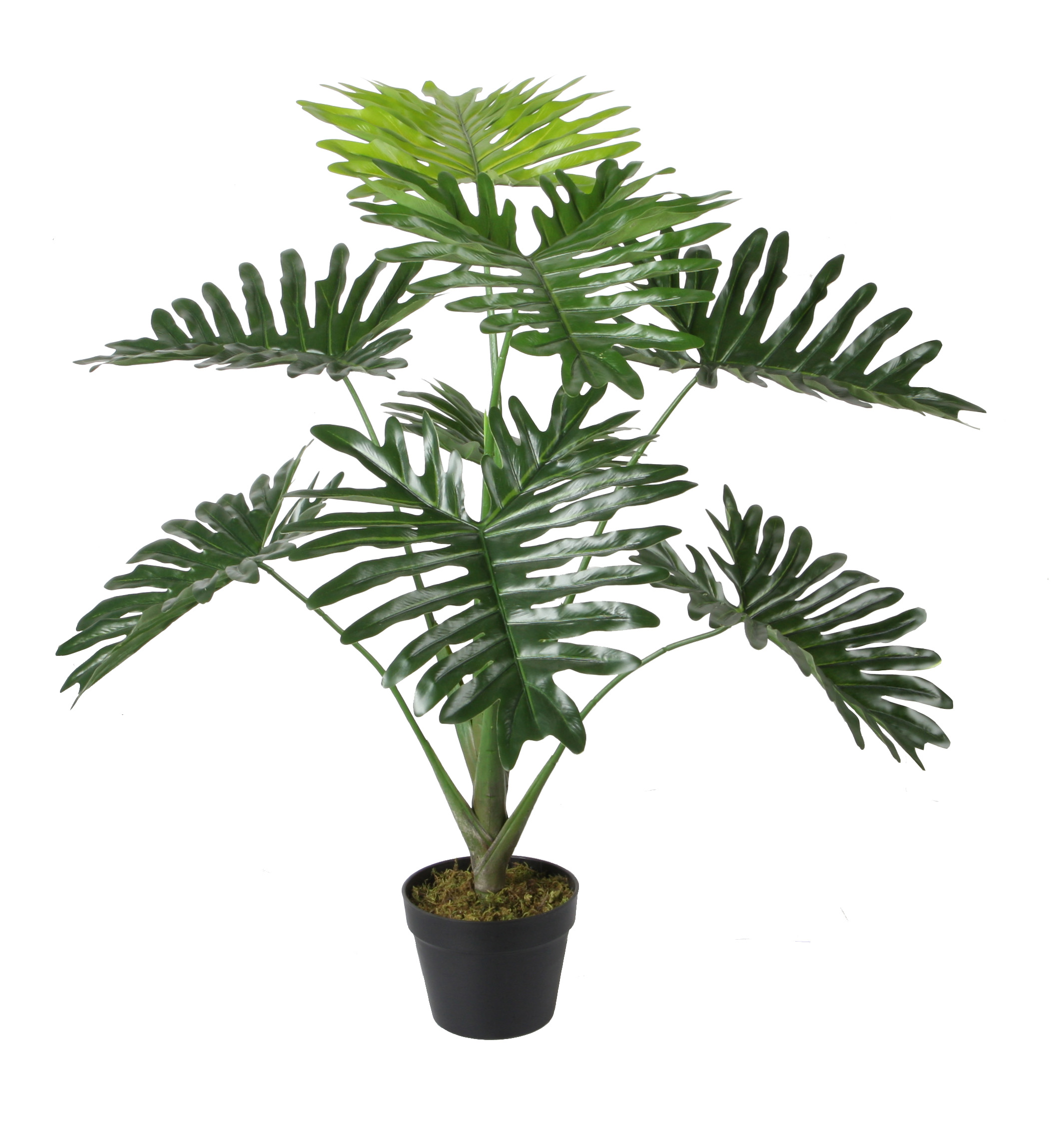90CM Big Philodendron