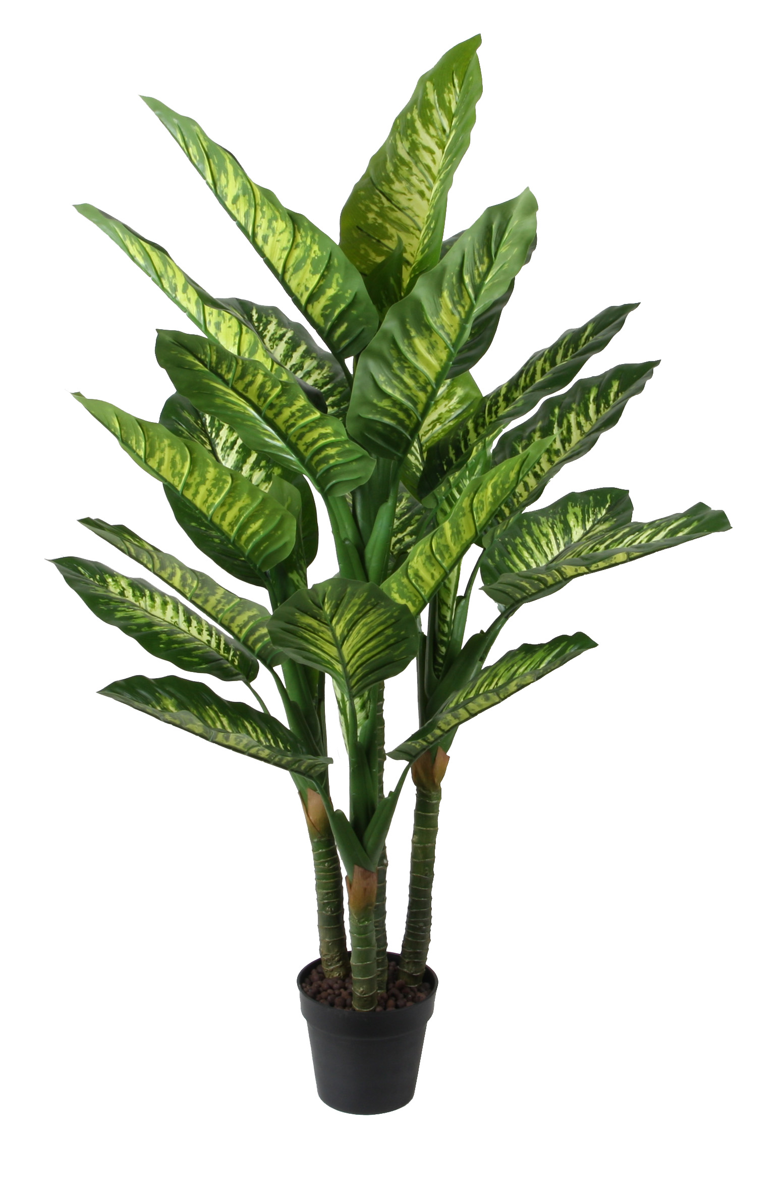 150CM Dieffenbachia