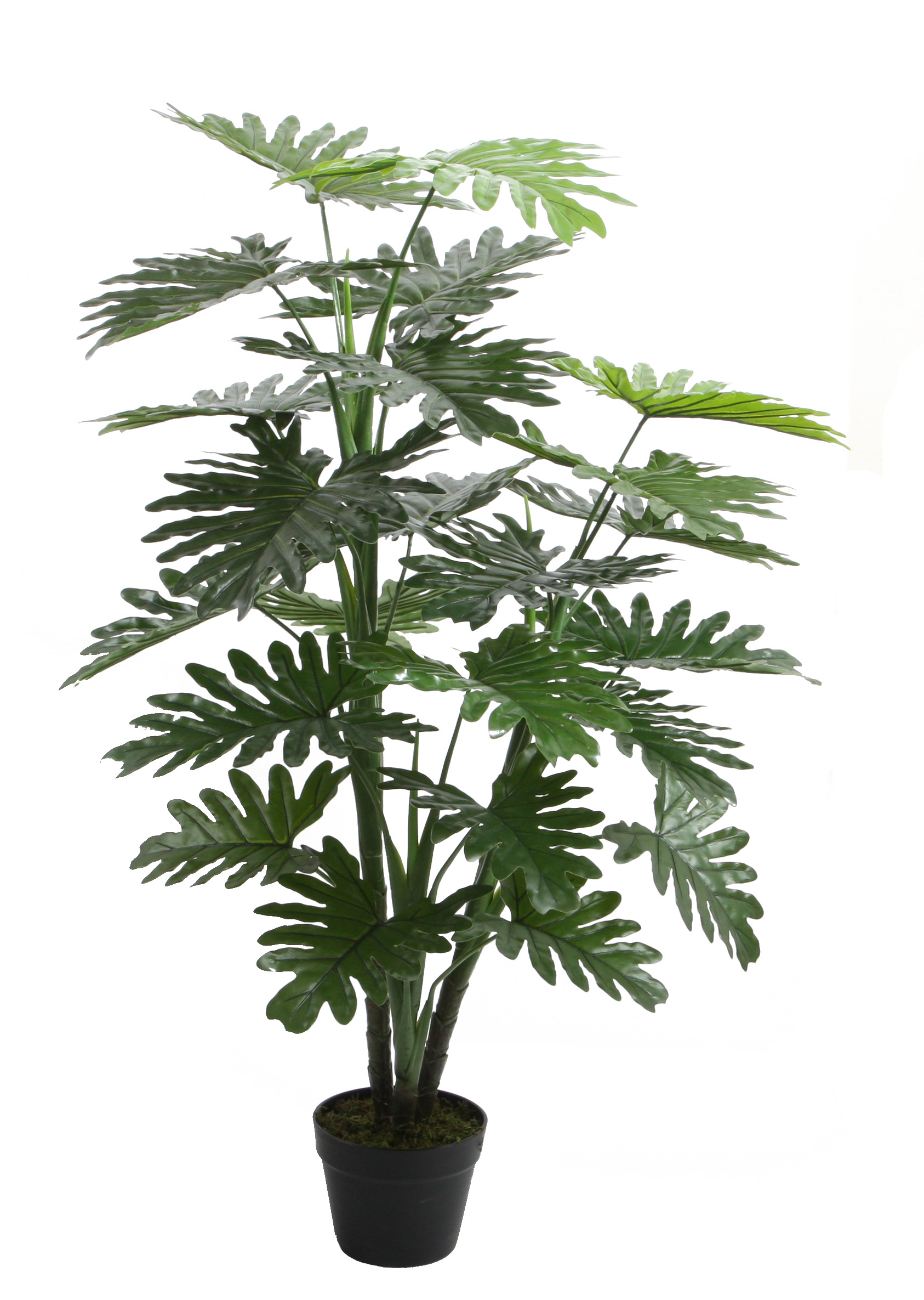 120CM Philodendron Pole