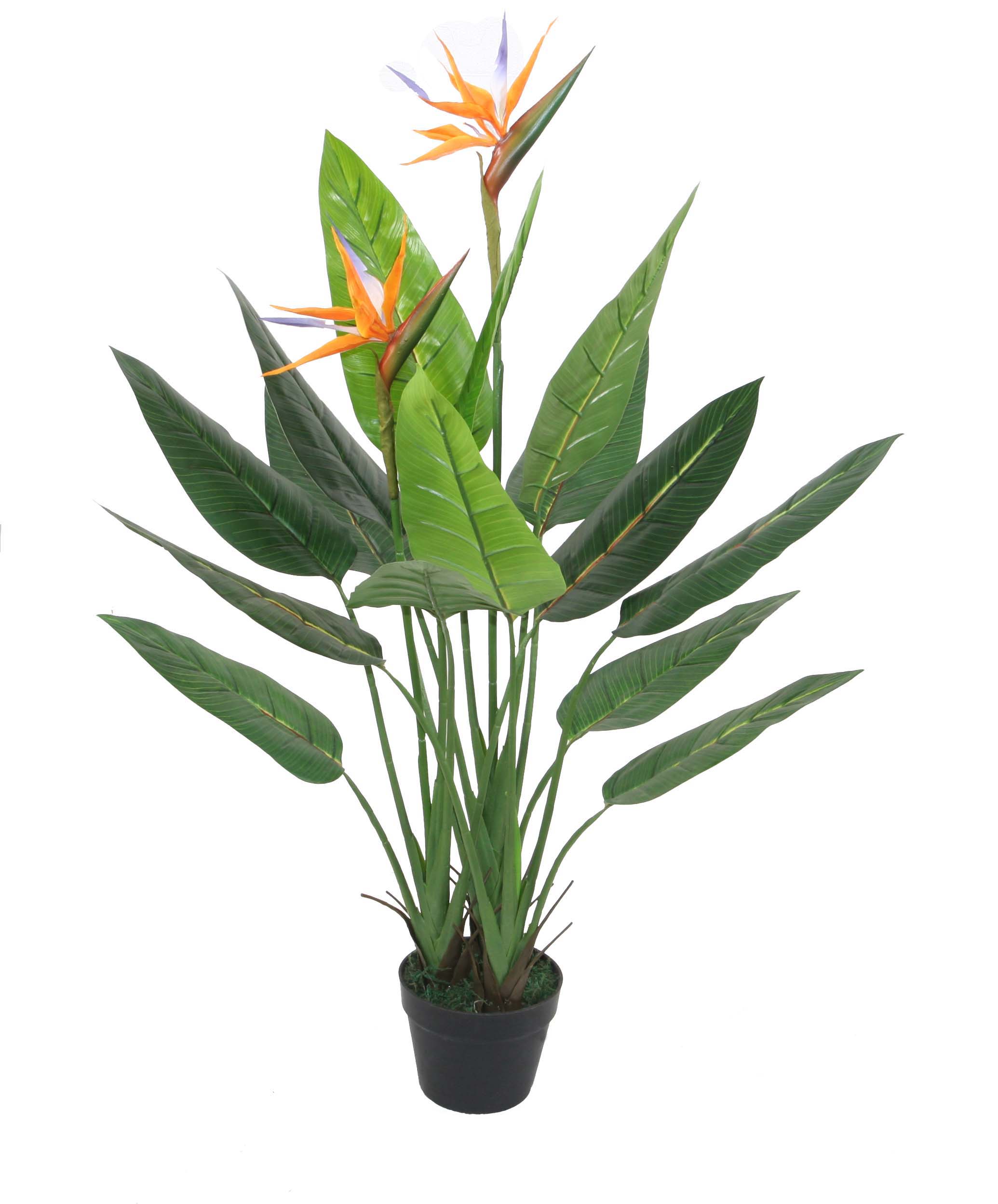 120CM Strelitzia