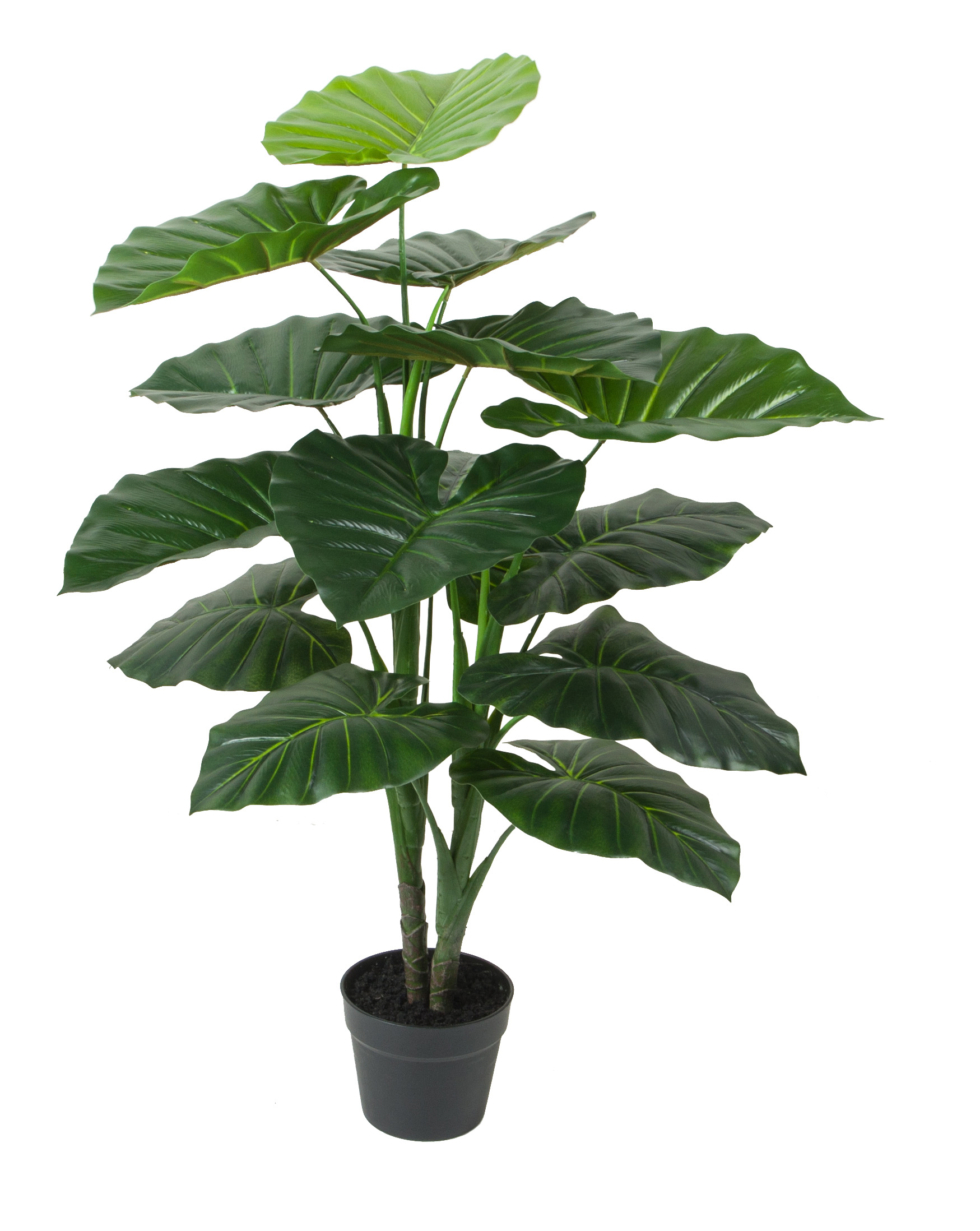 90CM Taro