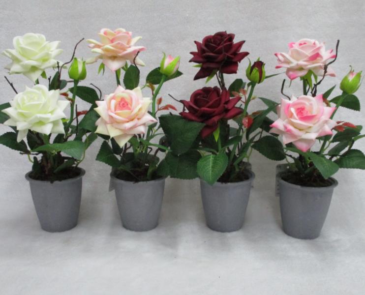 9#potted Rose
