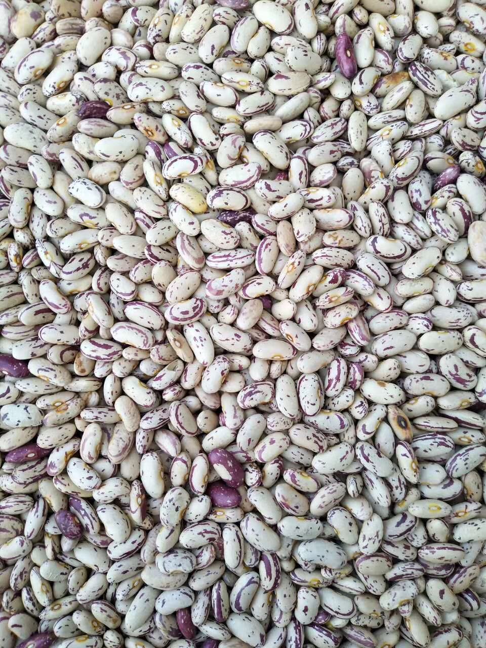 Light Speckled Kidney Beans(Long Shape)