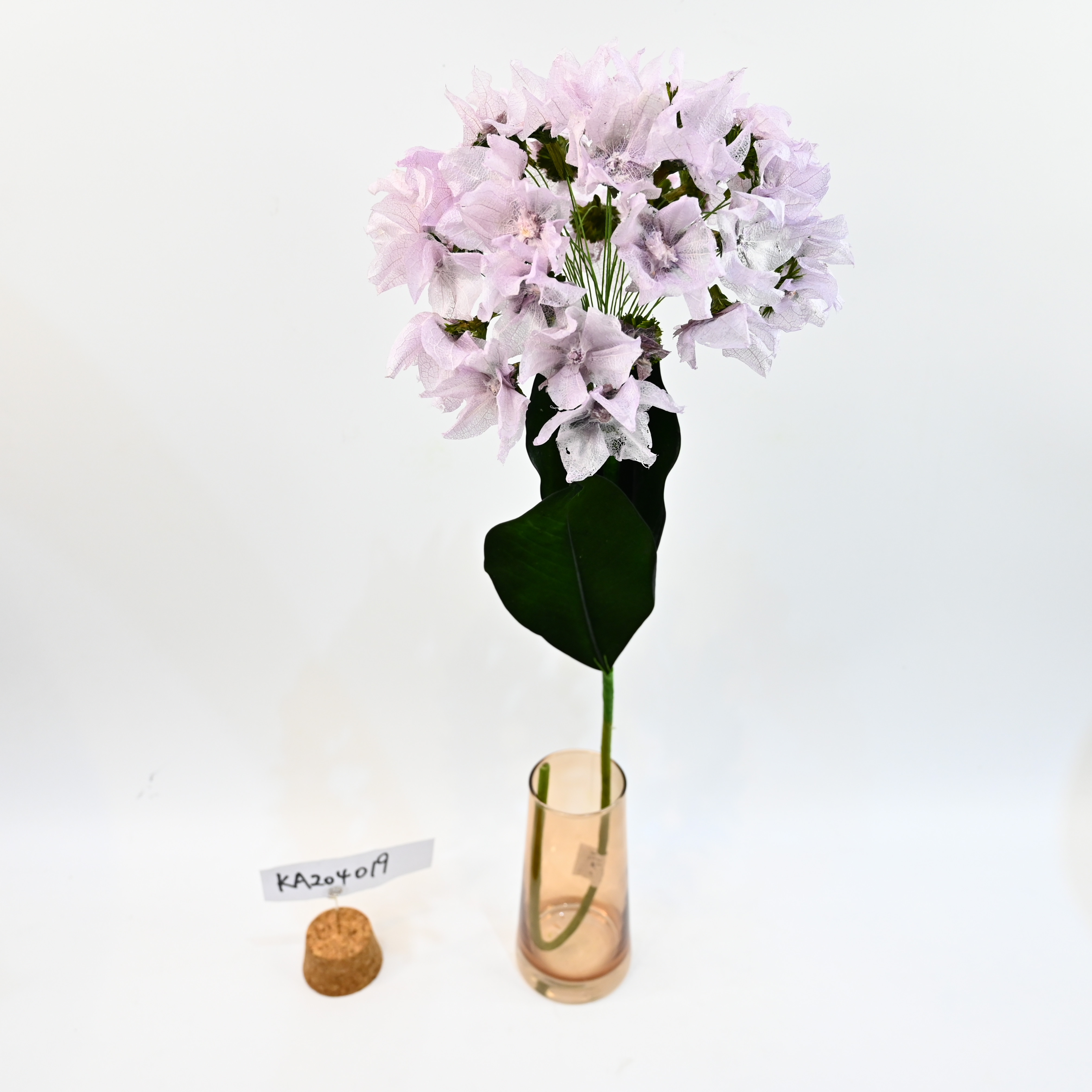 dried flower-Nicandra physaloides[L]Gaertn