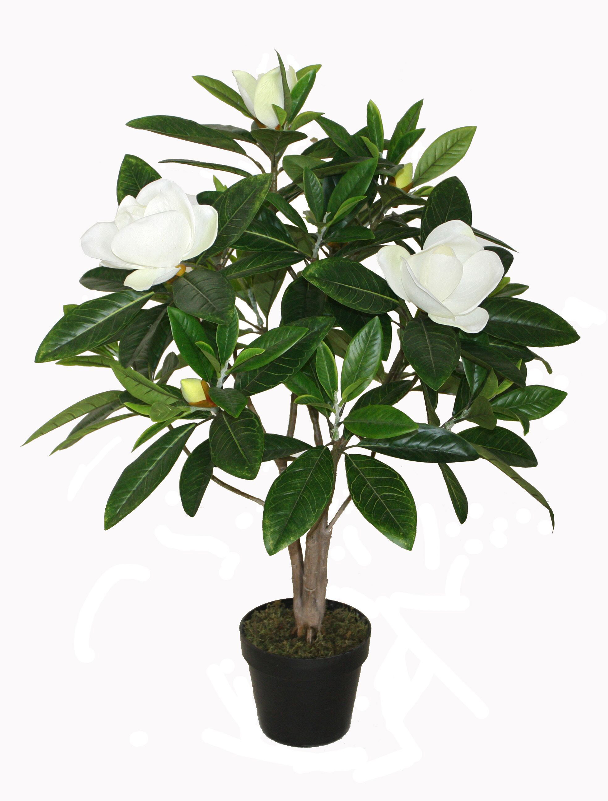 90CM Magnolia