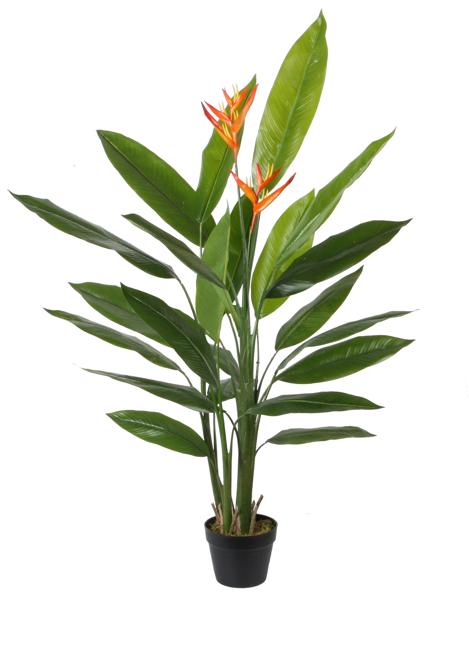 120CM5 Heliconia