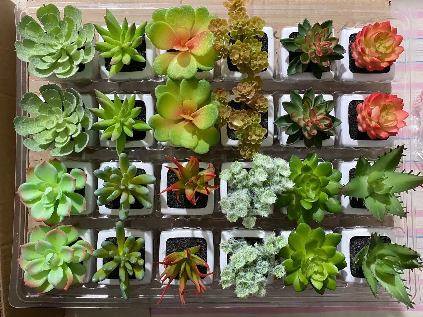 Succulent plant