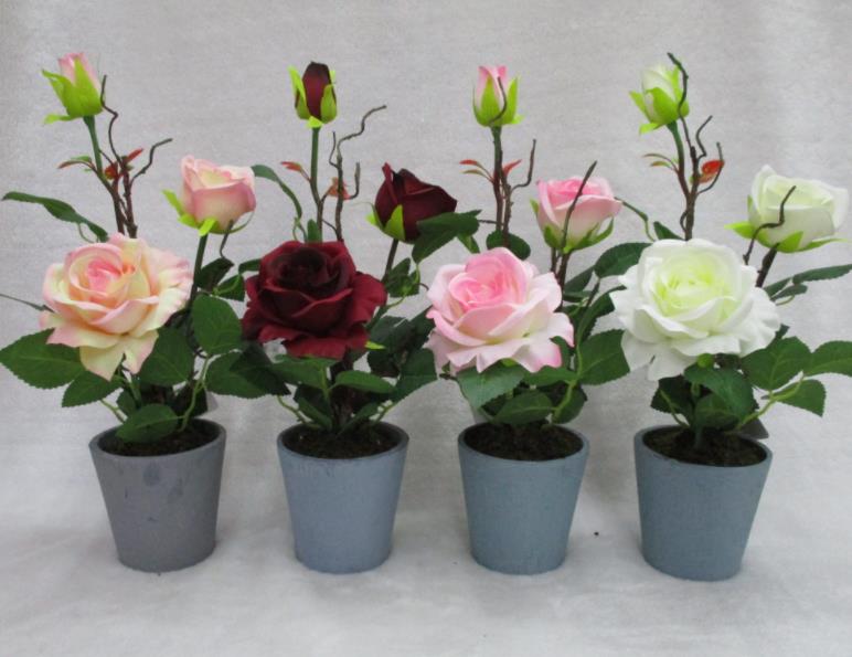 10# Potted Rose