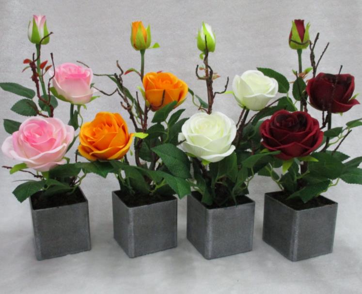11#potted Rose