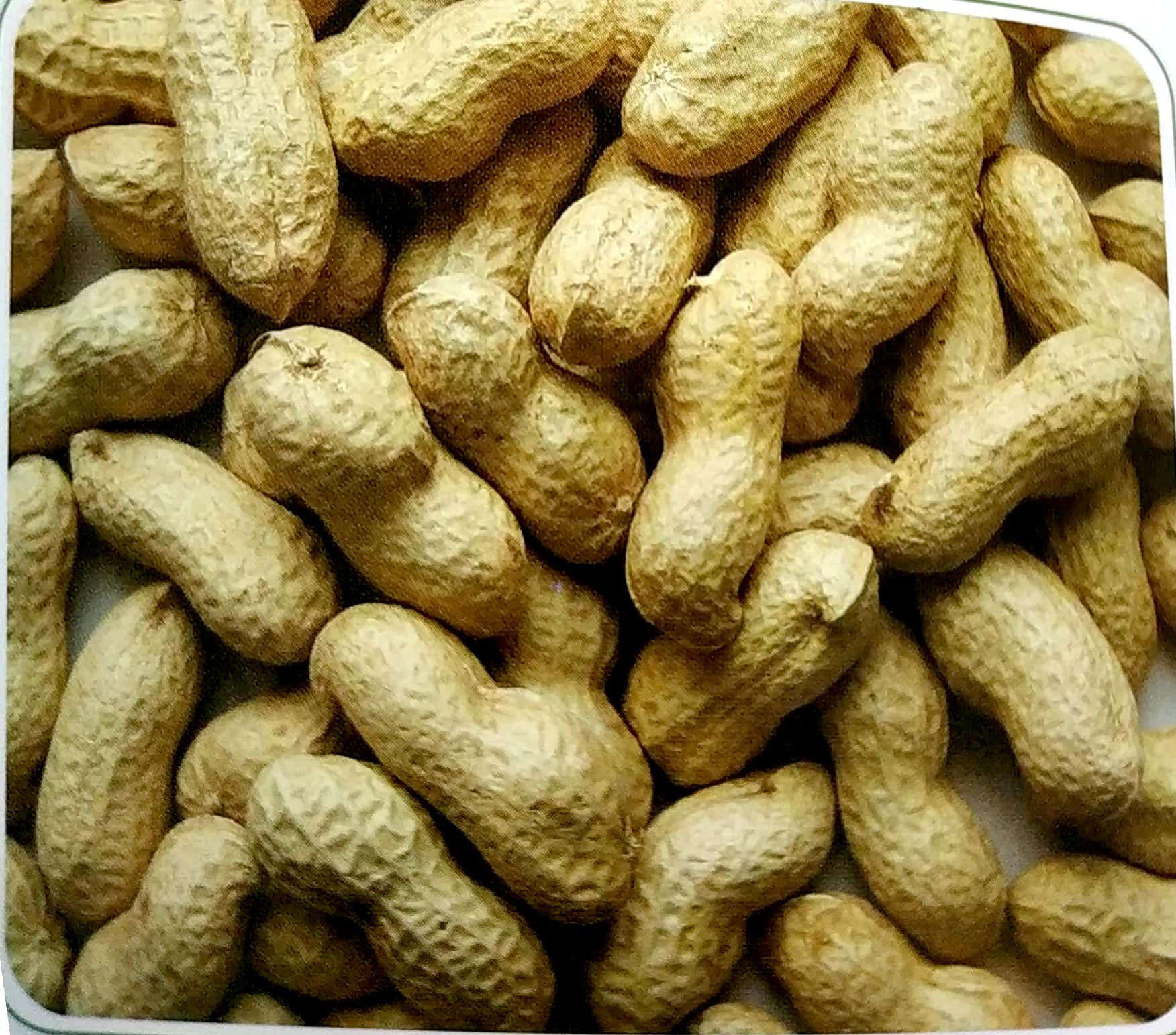 Peanut Inshell