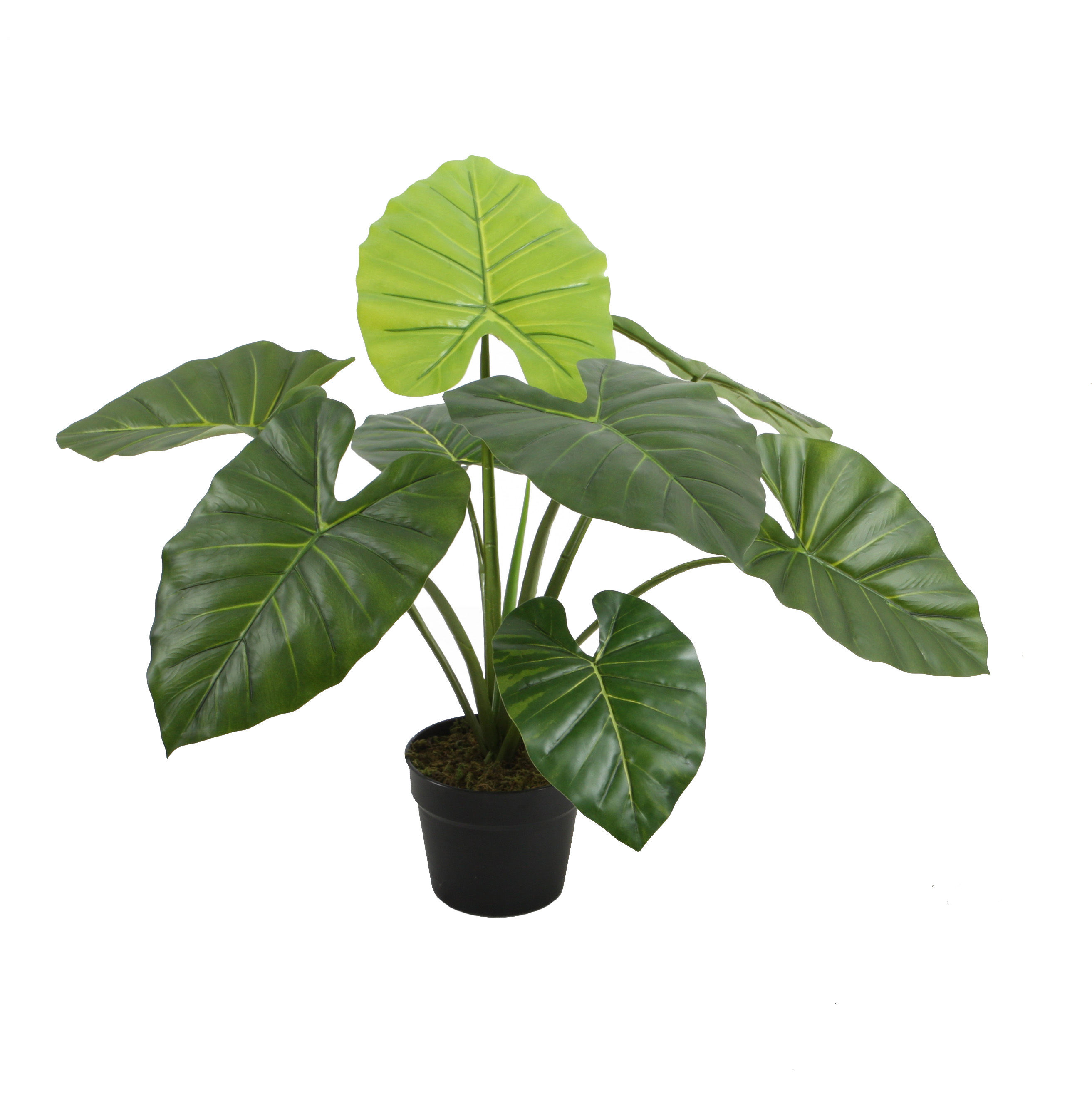 60CM Taro