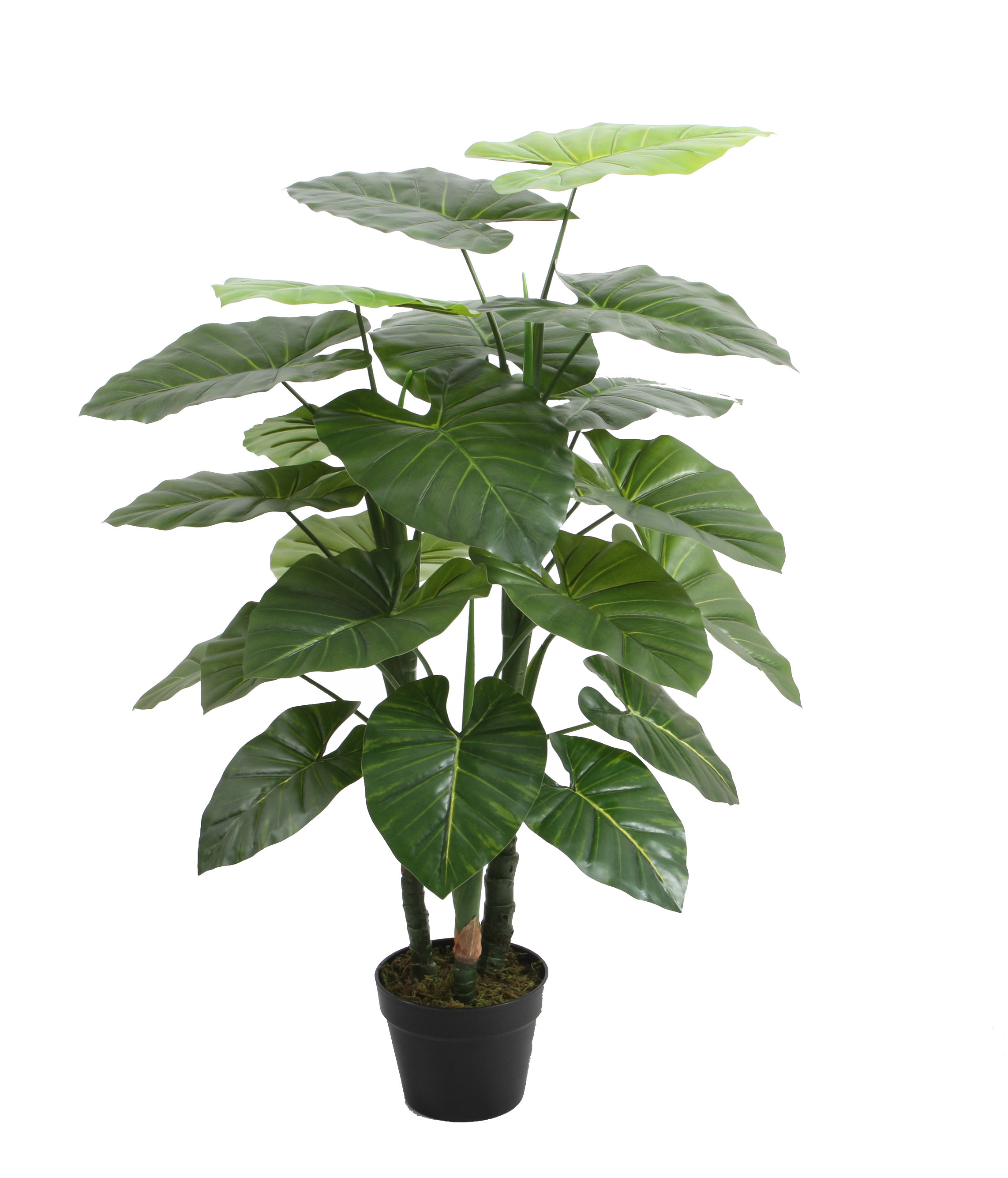 100CM Taro