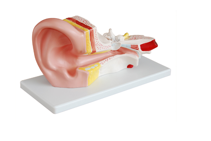 Middle Ear Model