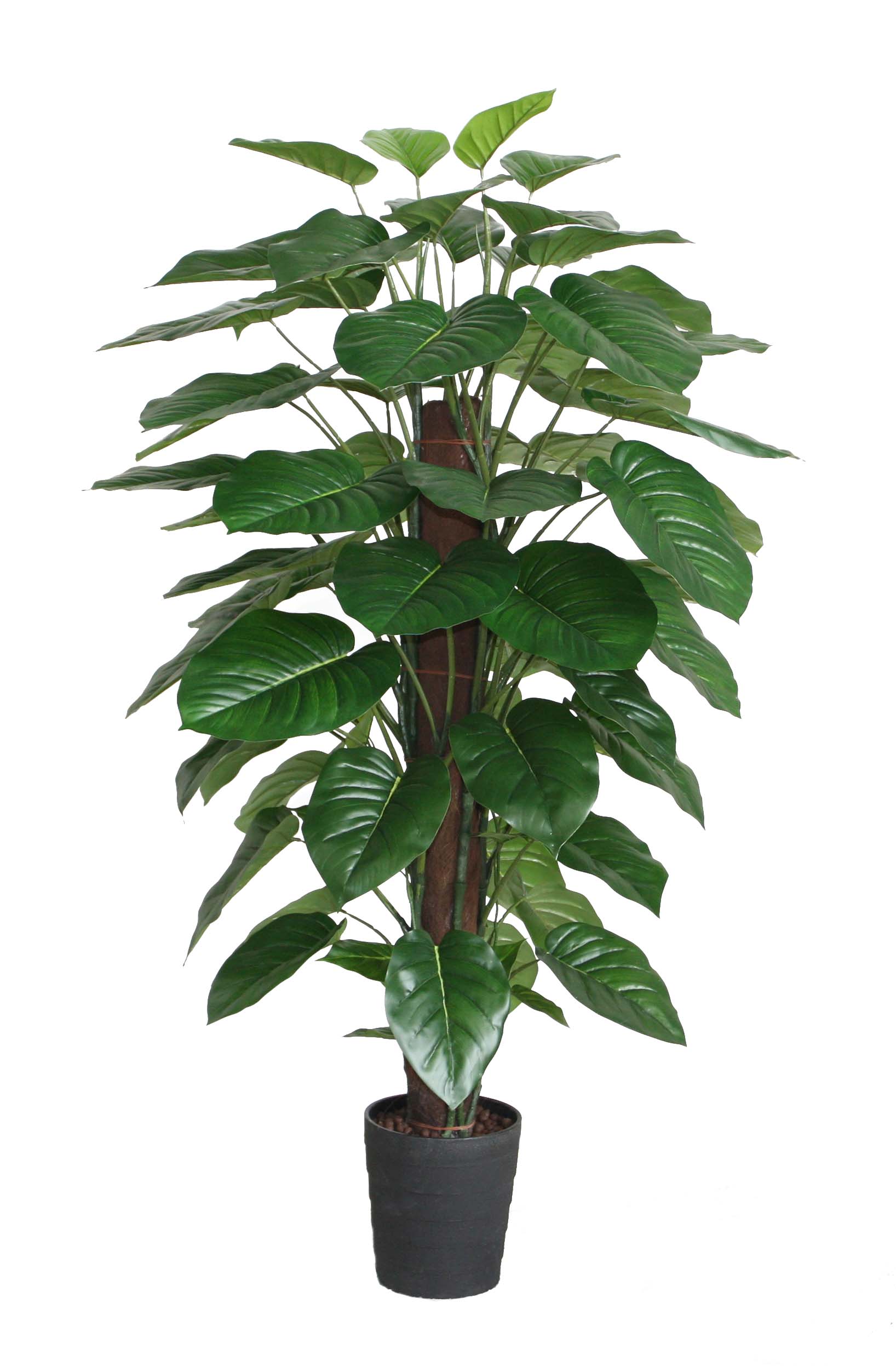 150CM Pothos Pole