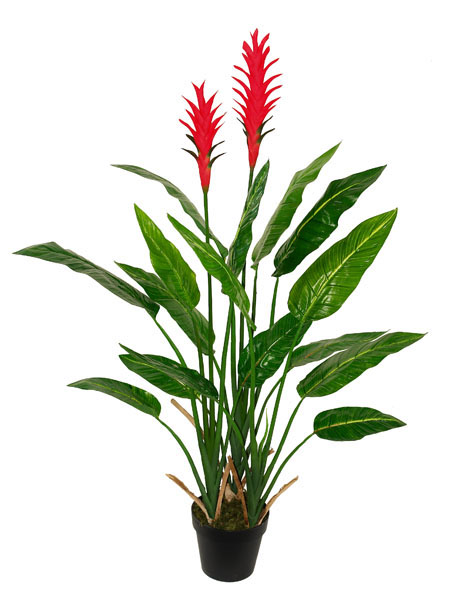 125CM Strelitzia