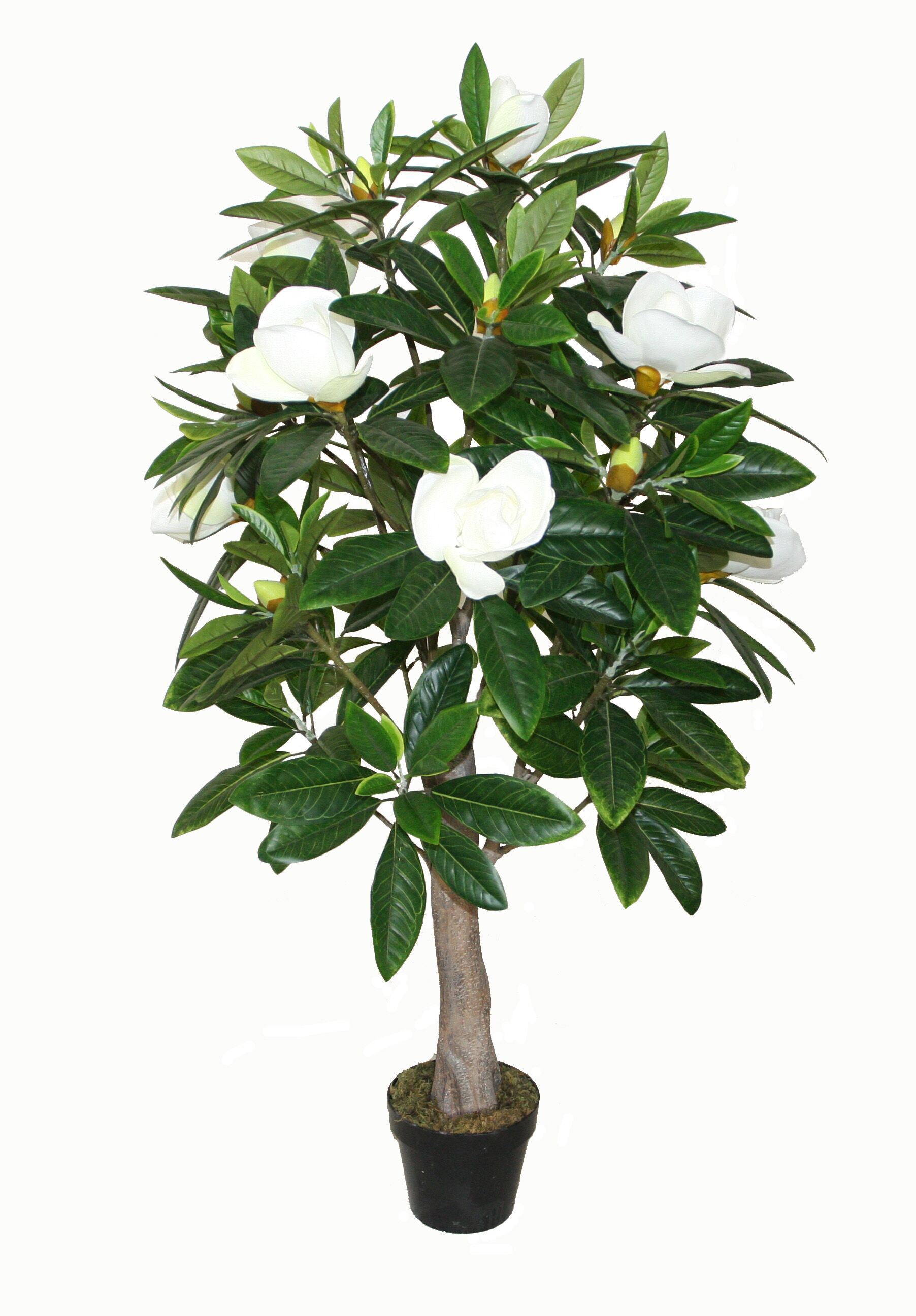 130CM Magnolia