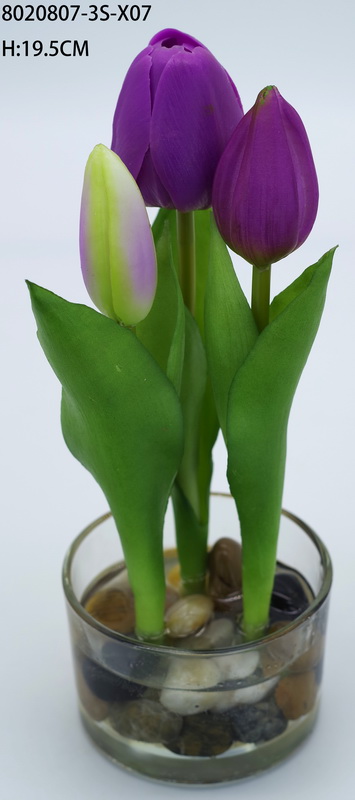 potted tulip