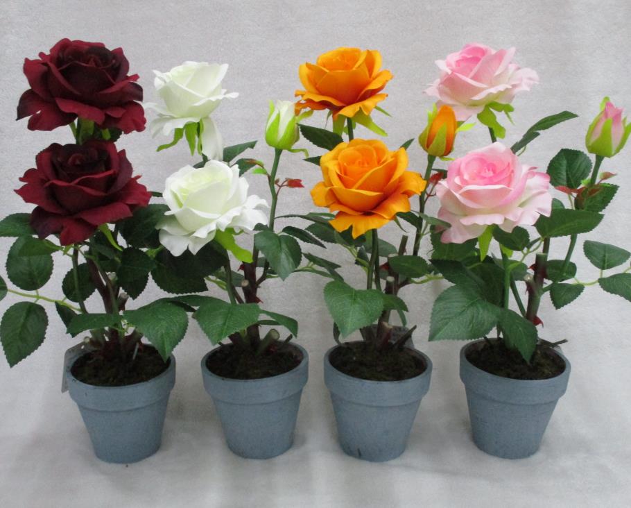 15# Potted Rose