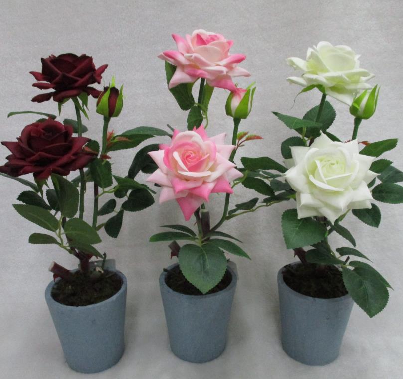 18# Potted Rose