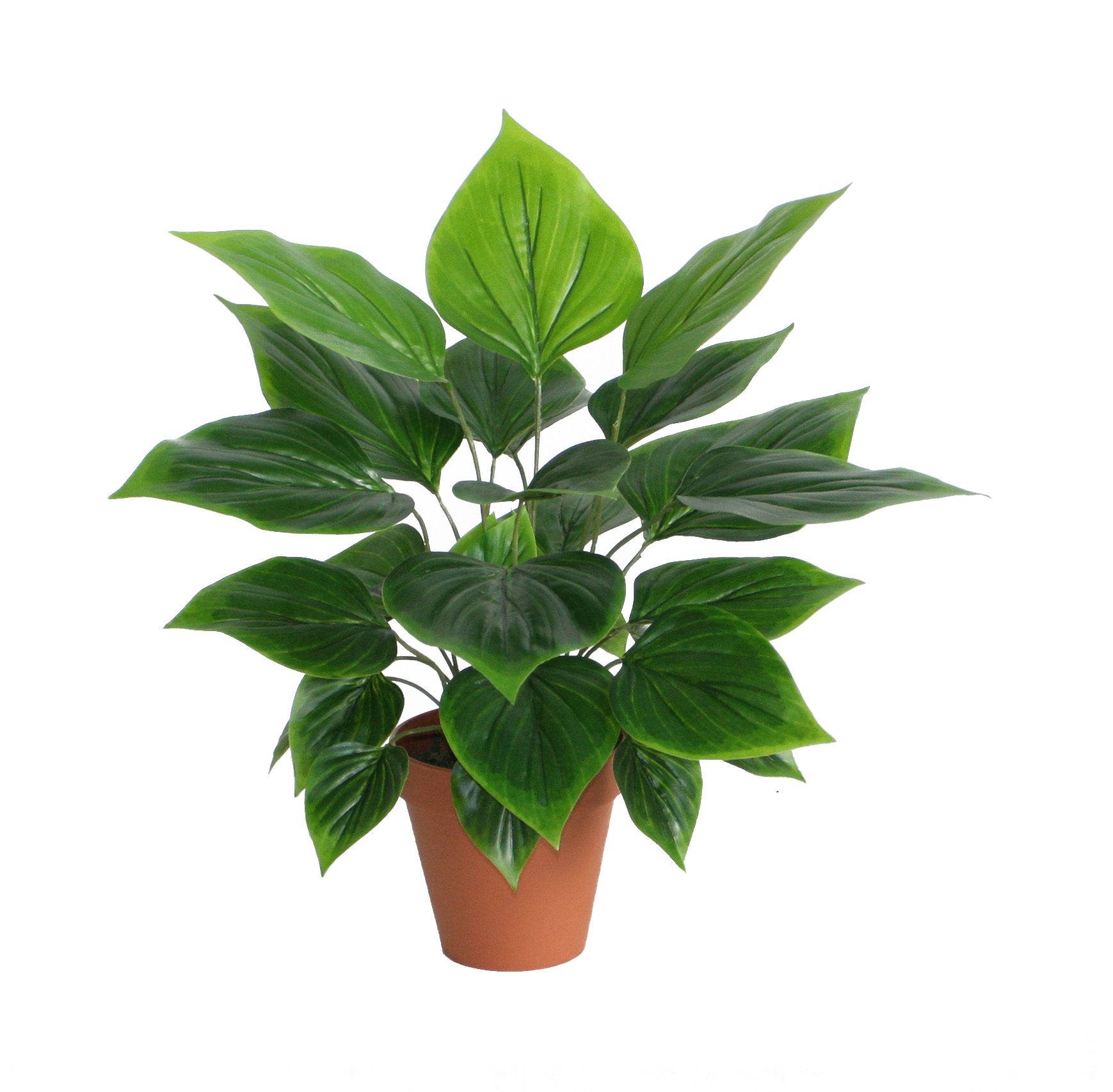 45CM Philodendron