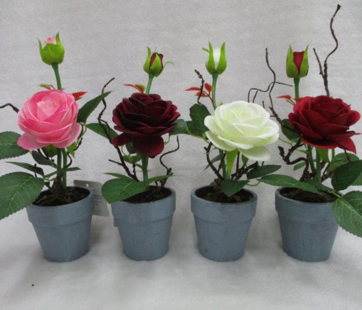 13#potted Rose
