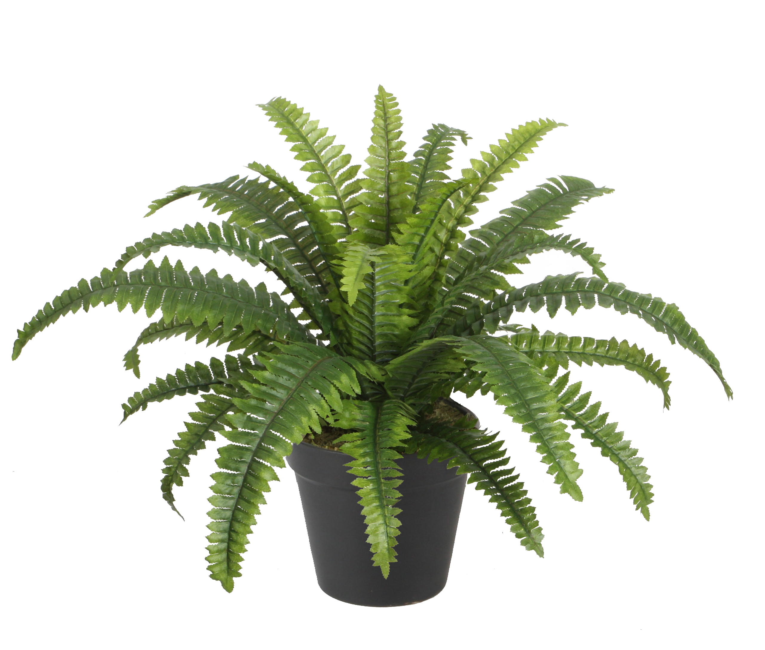 45CM Boston Fern