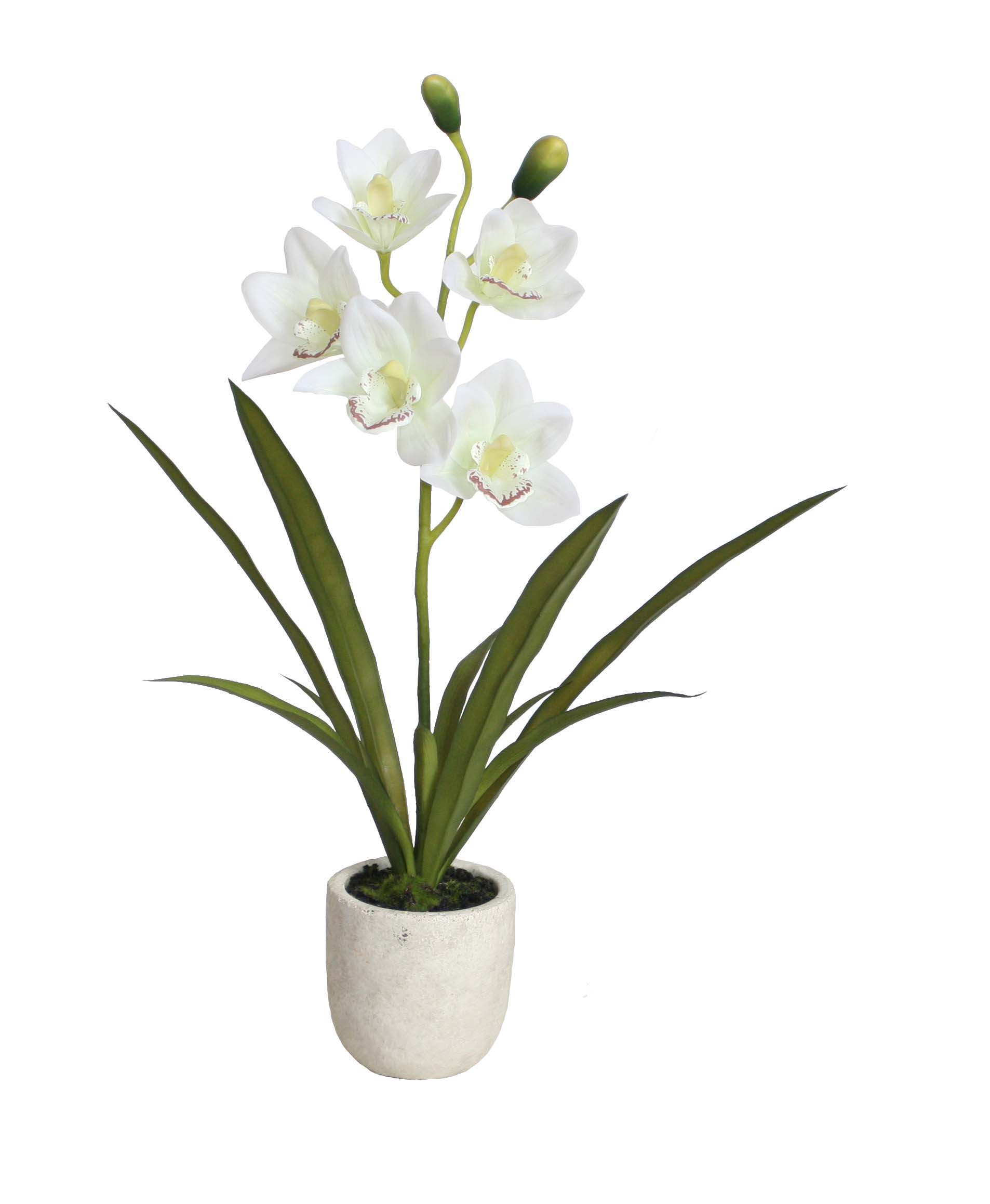 56CM Cymbidium