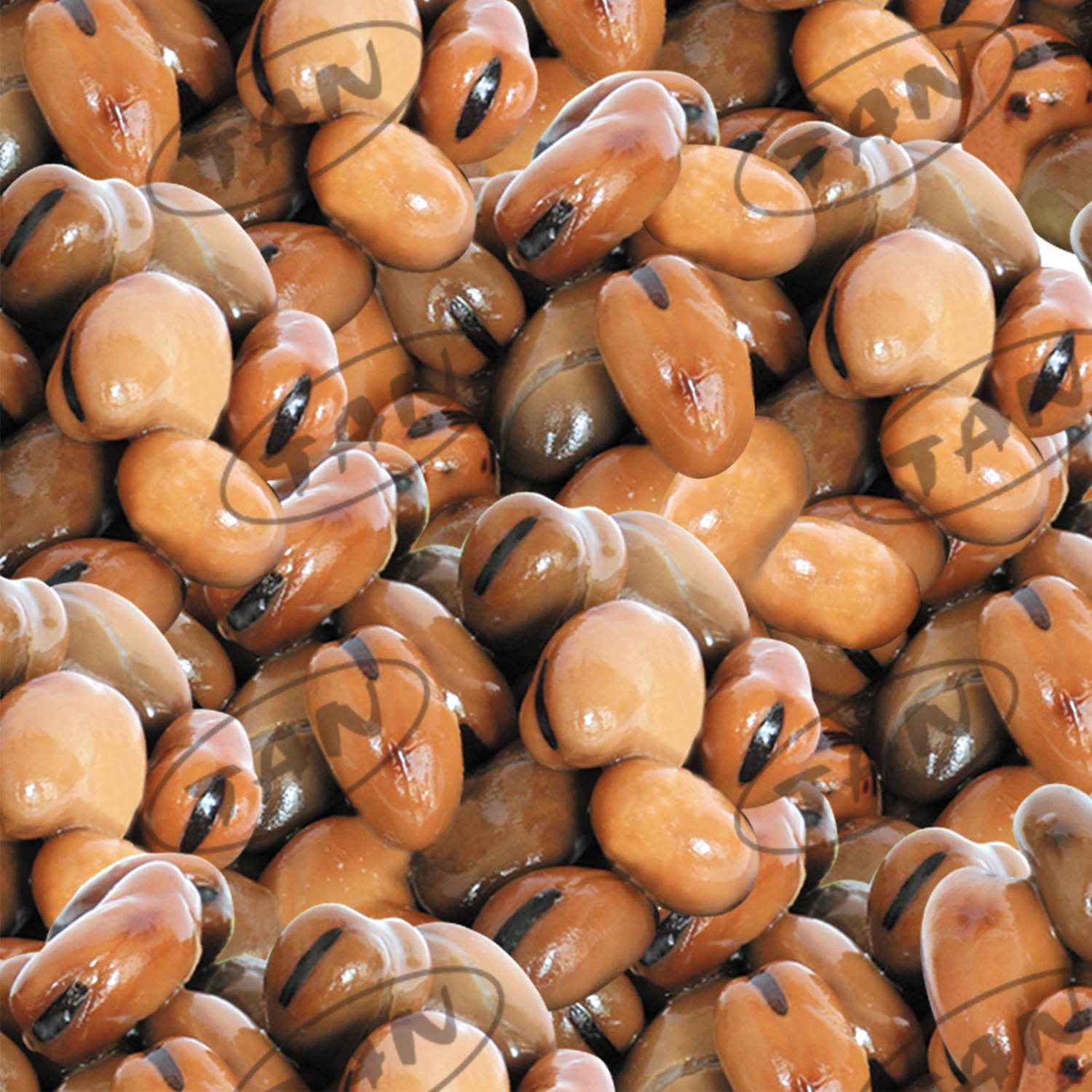 canned broad bean in brine